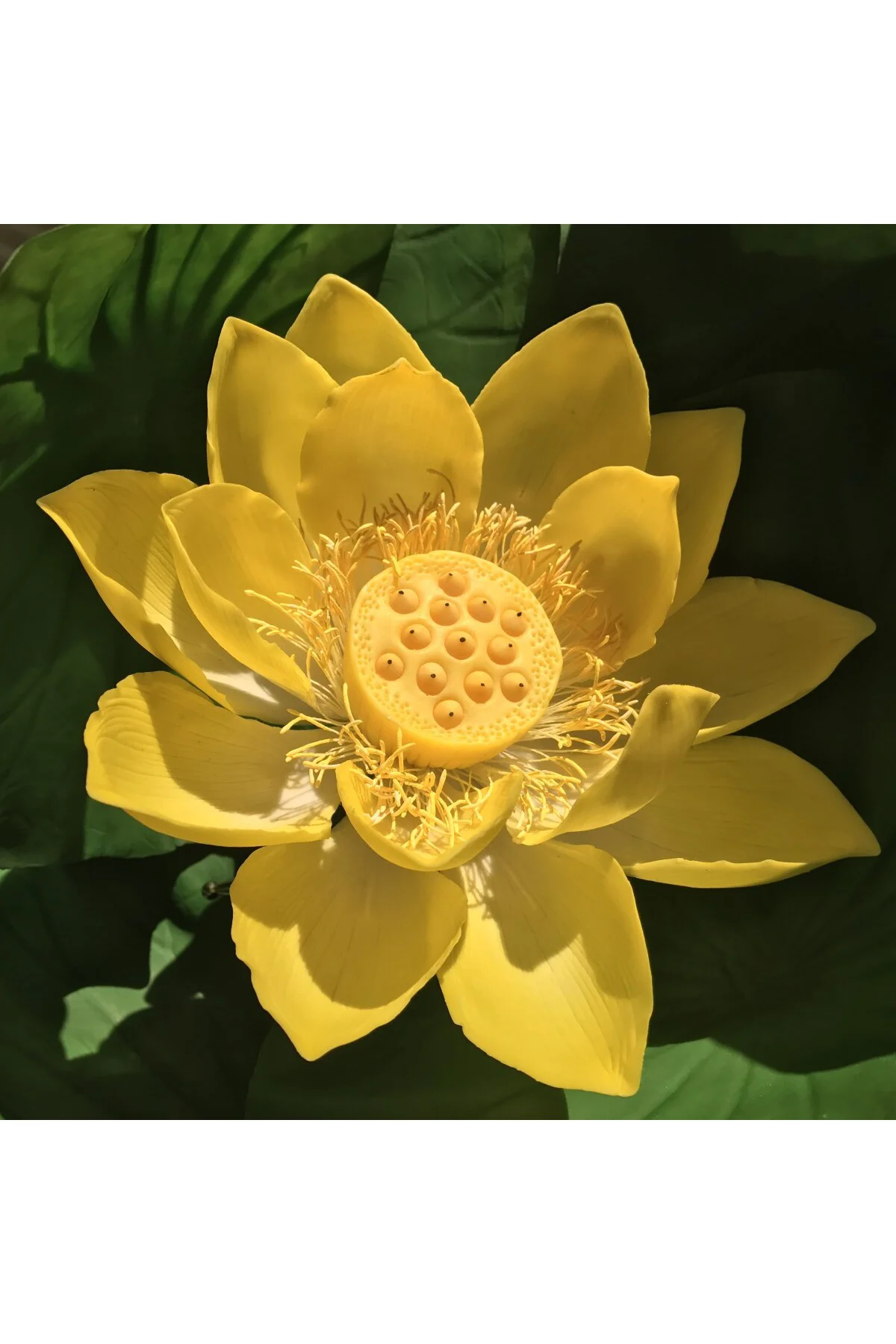 3 Adet Sarı Renkli Lotus (Nilüfer) Çiçeği Tohumu Fiyatı, Yorumları ve Özellikleri