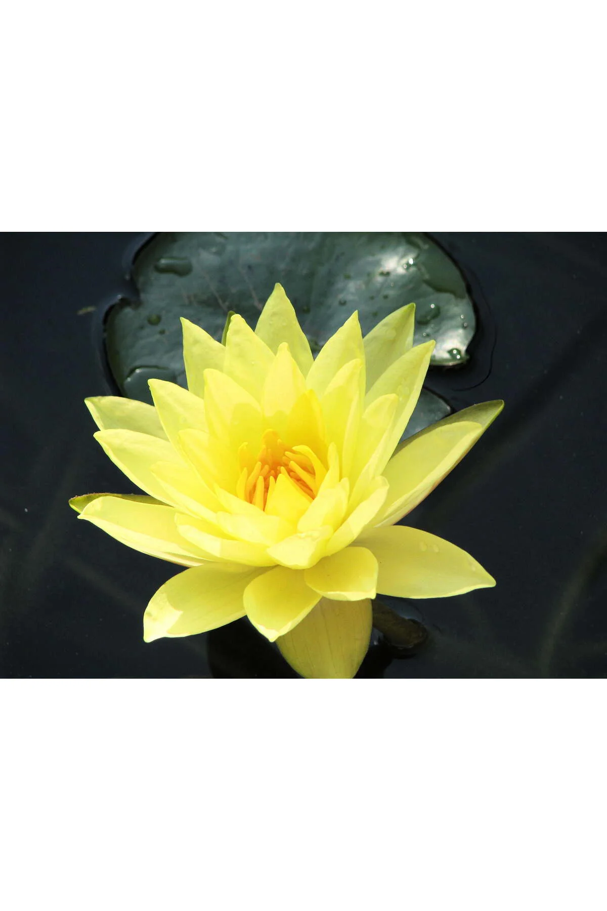3 Adet Sarı Renkli Lotus (Nilüfer) Çiçeği Tohumu Fiyatı, Yorumları ve Özellikleri