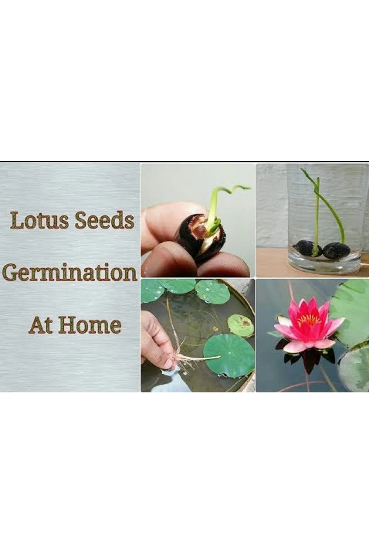 3 Adet Tohum Lotus Çiçeği Karışık Japon Su Zambağı Kase Lotus Çiçek Yaz Çiçeği Lotus Tohumu