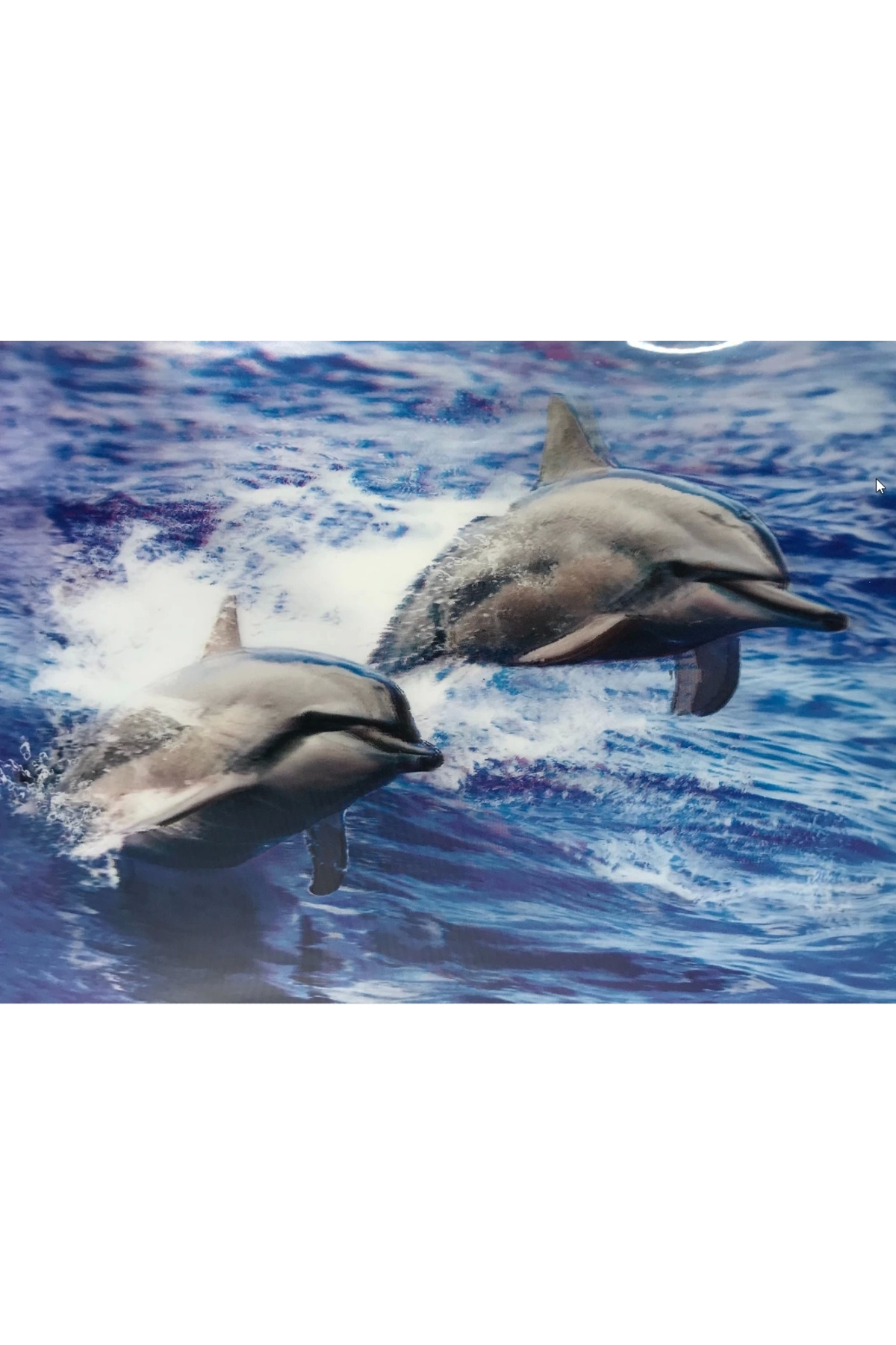 Samur 3 Boyutlu Resim Sevimli Yunuslar İkili Yunus Resmi Tablosu 30X40