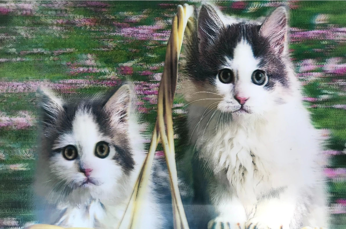 3 Boyutlu Resim  Sevimli Kediler İkili Kedi Resmi Tablosu 40x60 C