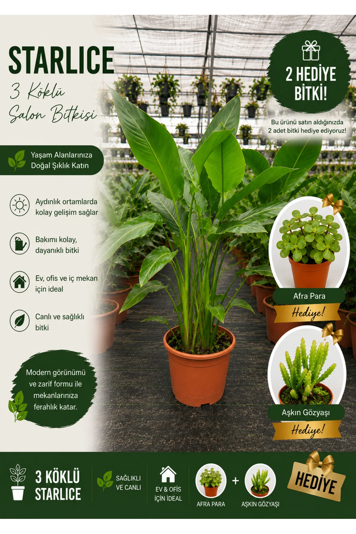 3 Köklü Starliçe Prestige Seti 110Cm+ | Afra Para ve Aşkın Gözyaş