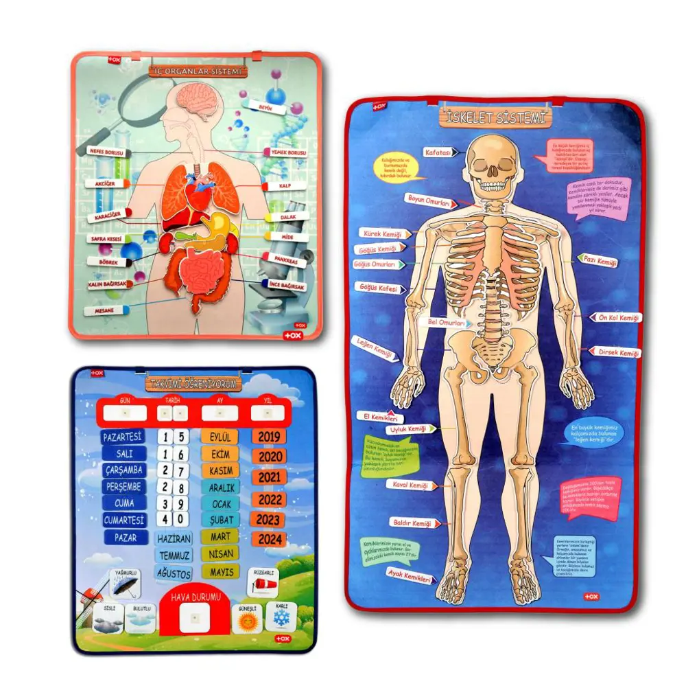3 Set -106 Parça  İç Organlar , İskelet  Sistemi ve Takvimi Öğren