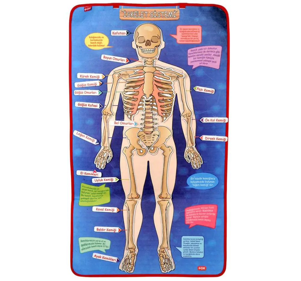 3 Set -106 Parça  İç Organlar , İskelet  Sistemi ve Takvimi Öğren