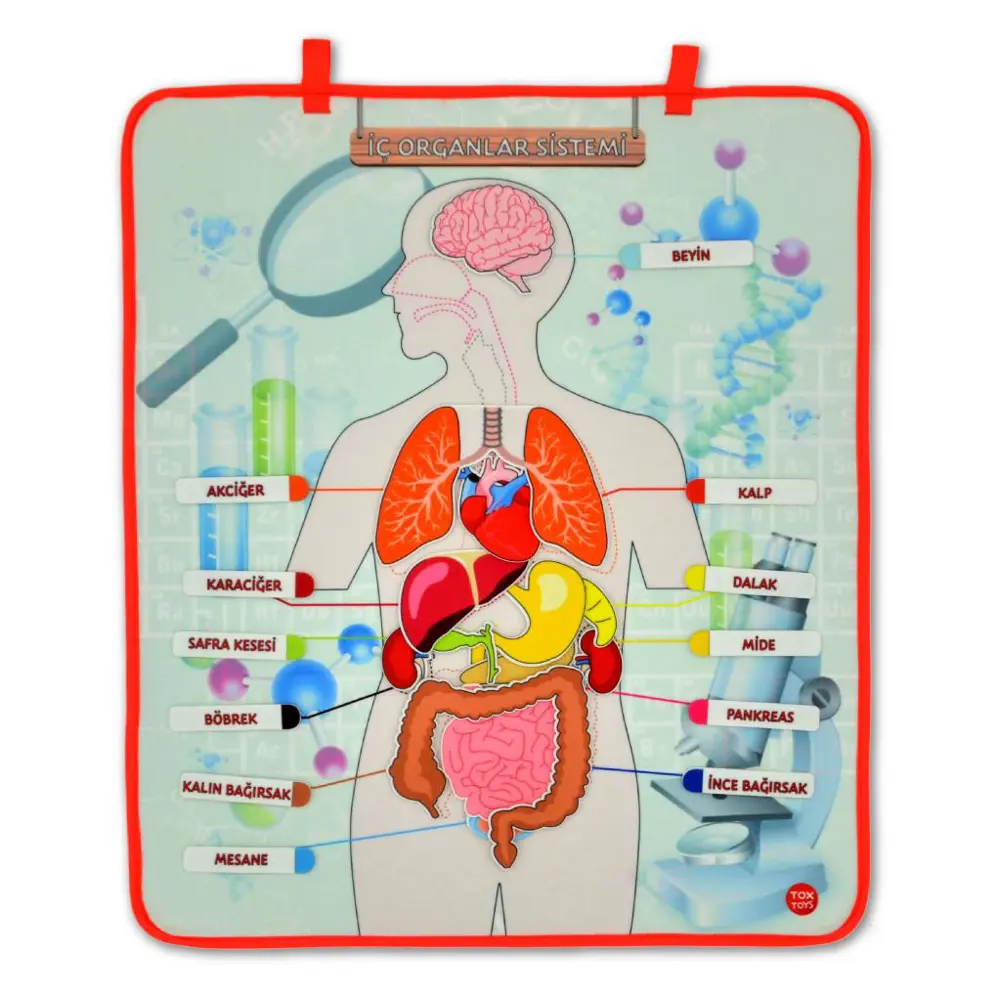 3 Set -106 Parça  İç Organlar , İskelet  Sistemi ve Takvimi Öğren