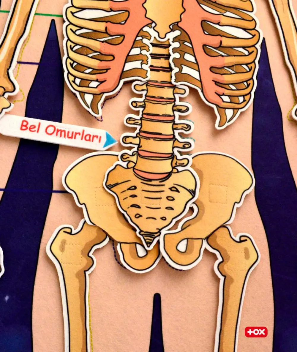 3 Set -106 Parça  İç Organlar , İskelet  Sistemi ve Takvimi Öğren