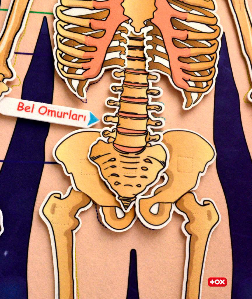 Tox 3 Set -106 Parça İç Organlar , İskelet Sistemi Ve Takvimi Öğren Tox 3 Set -106 Parça İç Organlar , İskelet Sistemi Ve Takvimi Öğren