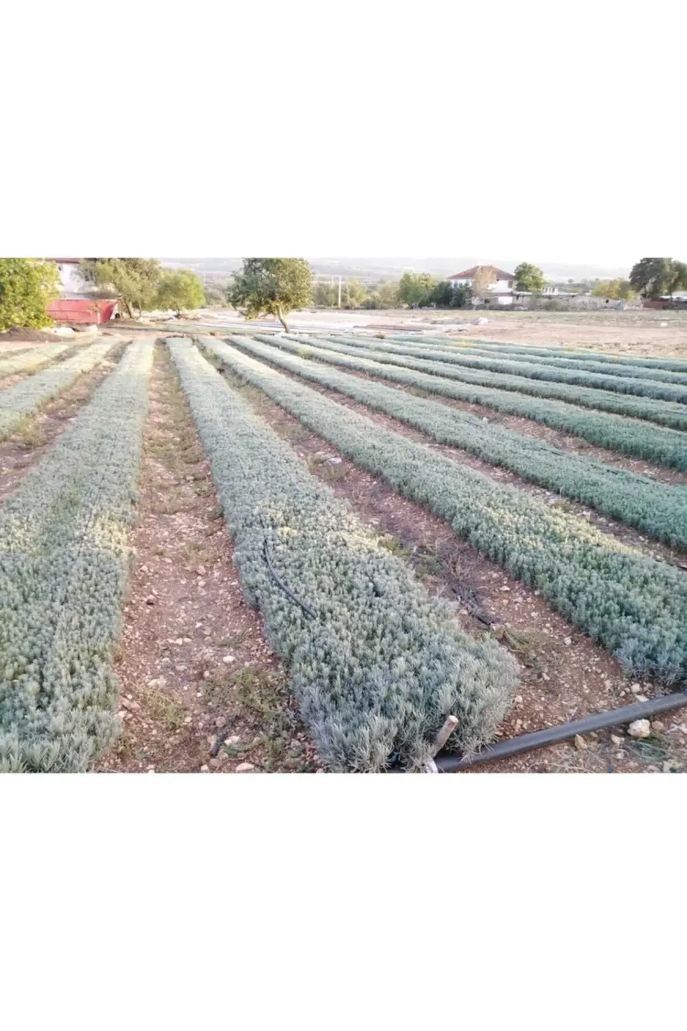 30 Adet Açık Köklü Intermedia Lavanta Fidesi Fidanı