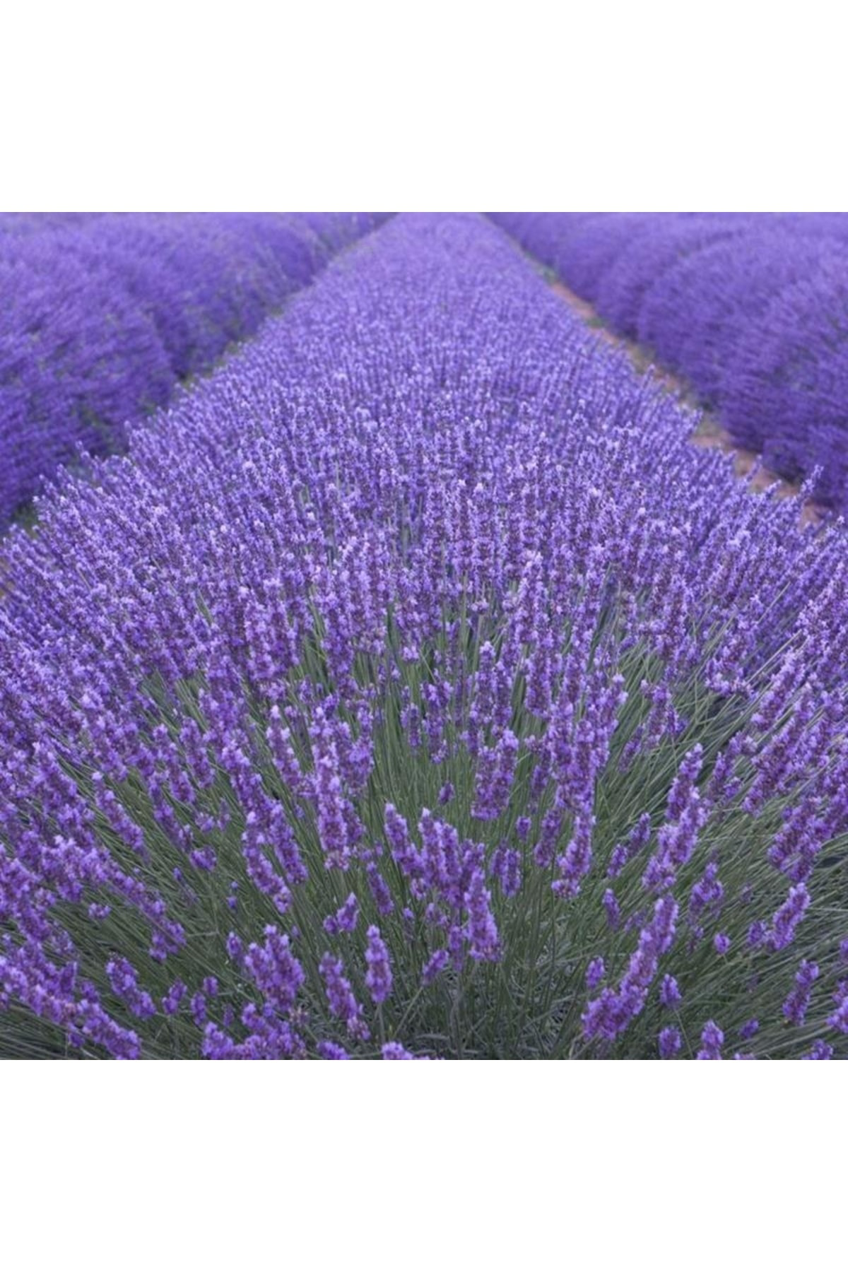 30 Adet Lavanta Açık.-. Kök Angustifolia Fidanı Fidesi