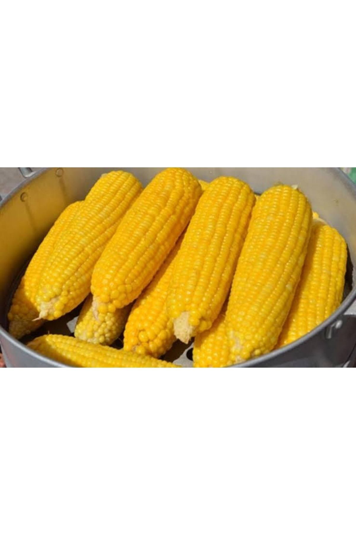 300 Adet Haşlamalık Mısır Tohumu