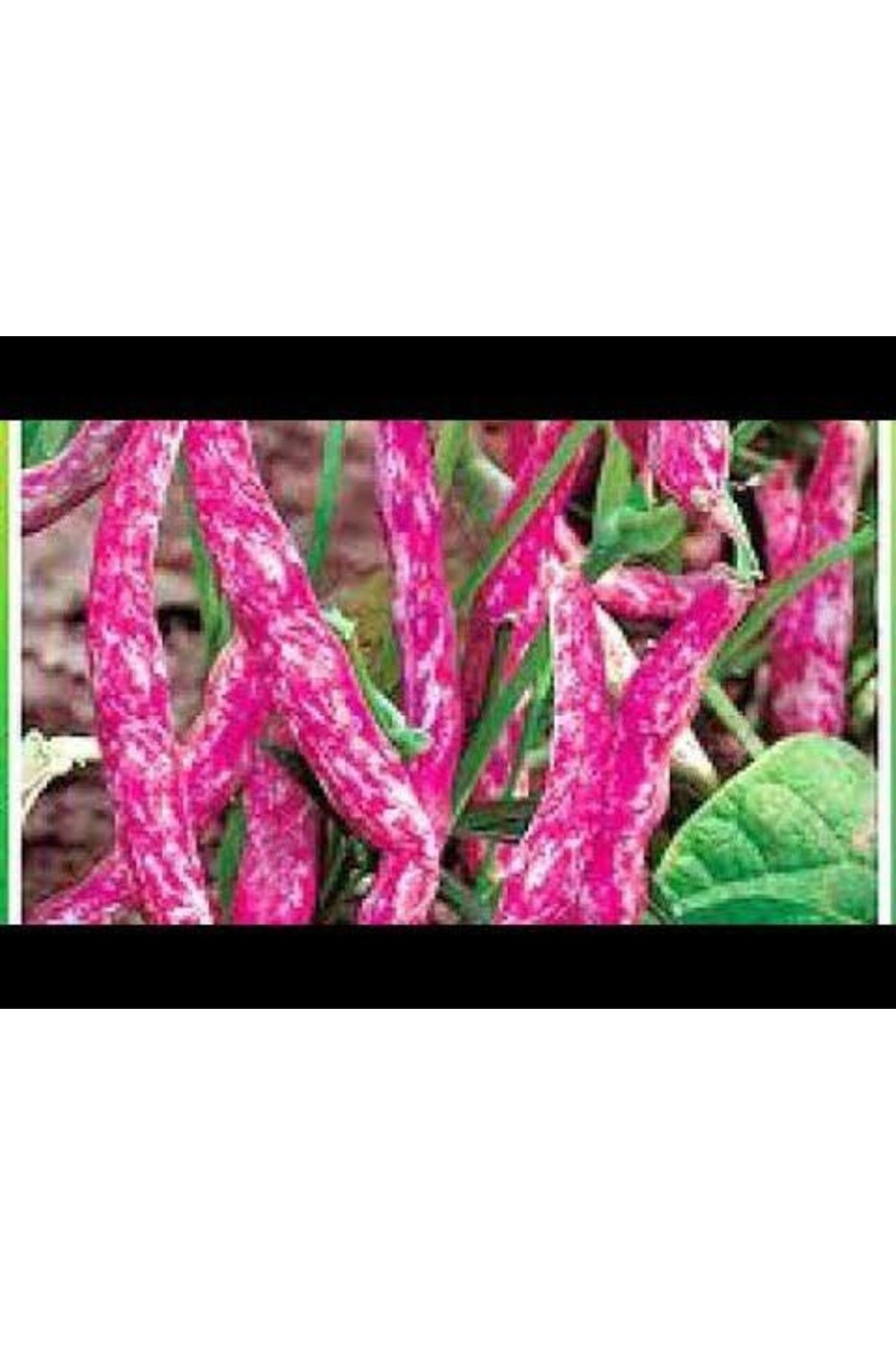 300 Adet Sırık Fasulye Barbunya Tohumu