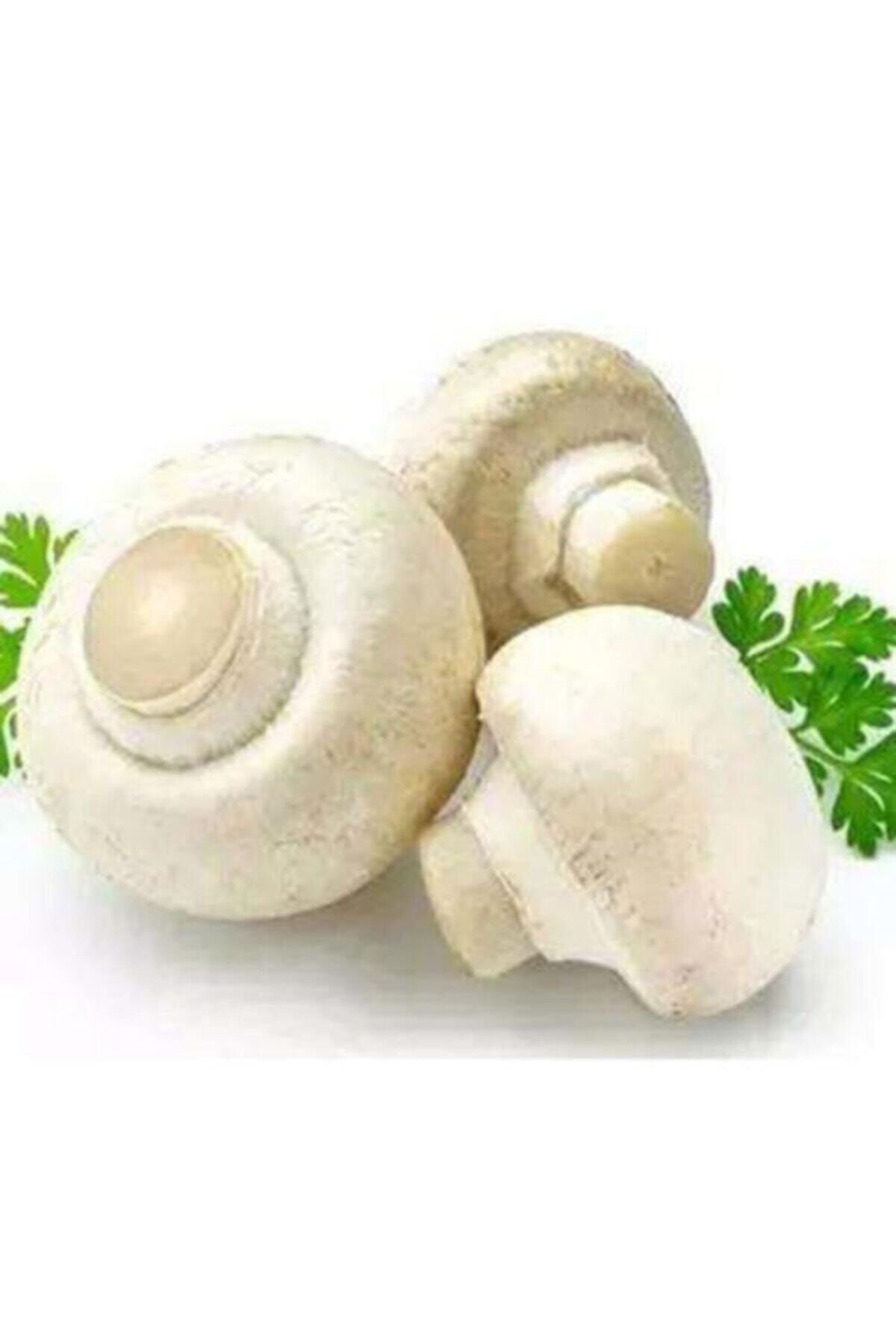 3000 Adet Beyaz Şapkalı Kültür Mantarı Tohumu