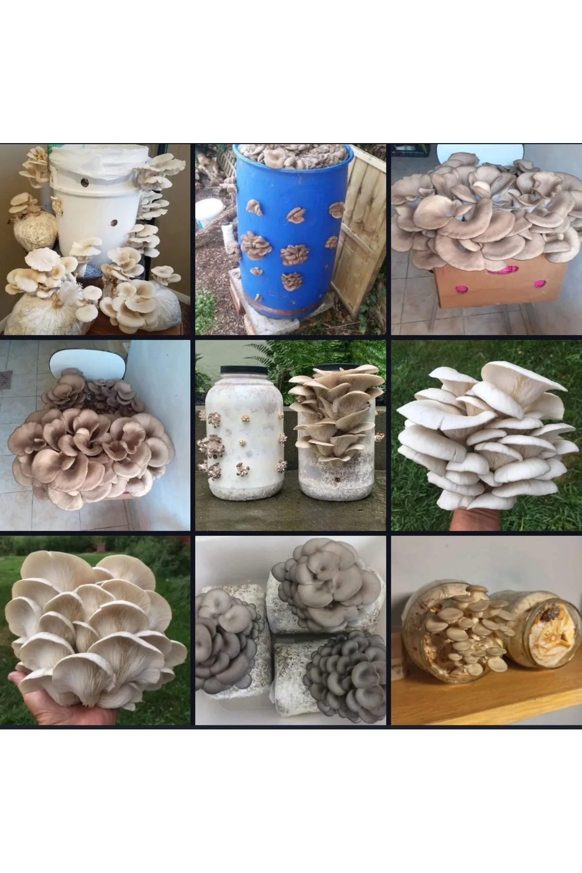 3000 Adet İstiridye Kavak Mantarı Tohumu+ Ekim Poşetleri+ Eğitim 