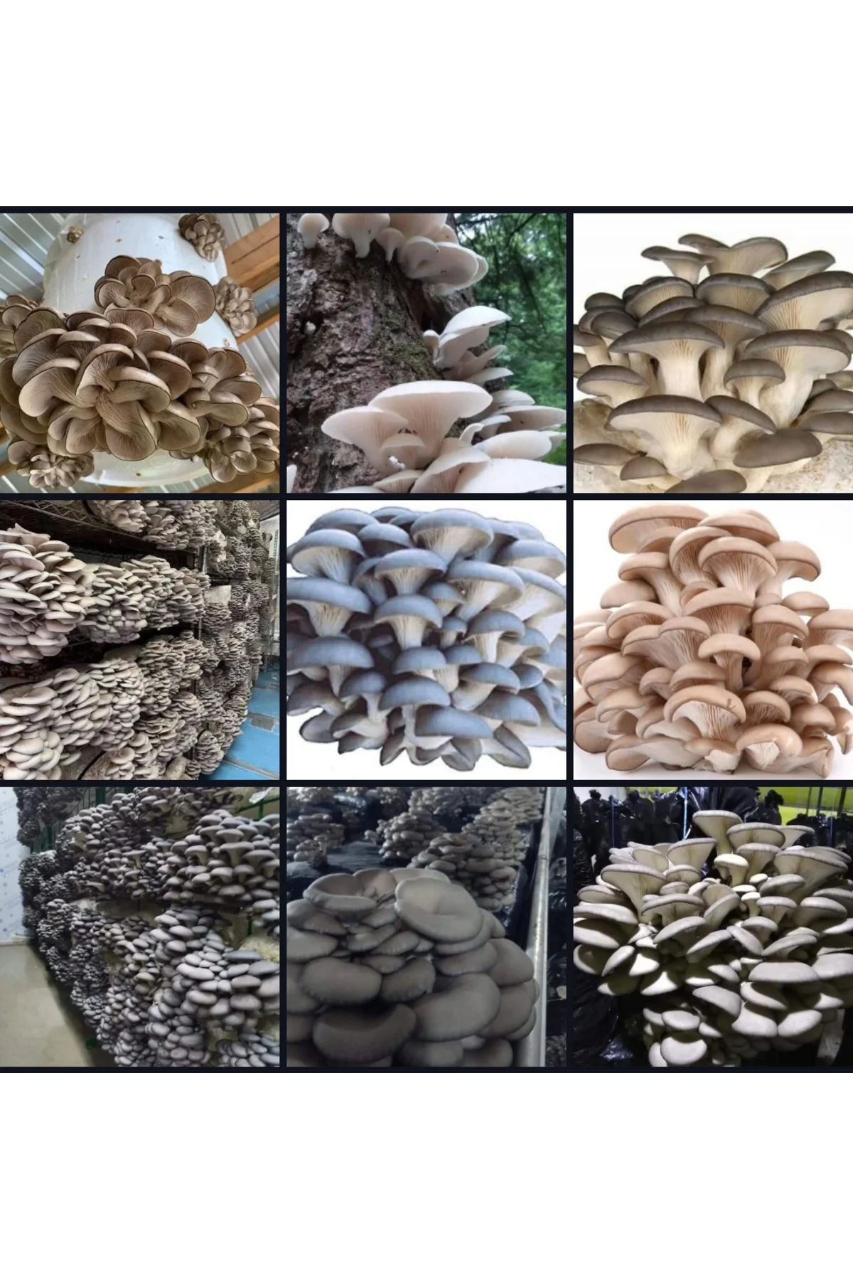 3000 Adet İstiridye Kavak Mantarı Tohumu+ Ekim Poşetleri+ Eğitim 