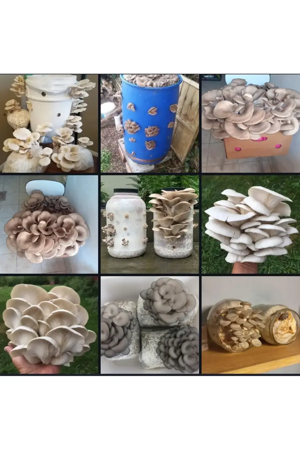 3000 Adet İstiridye Kavak Mantarı Tohumu+ Ekim Poşetleri+ Eğitim