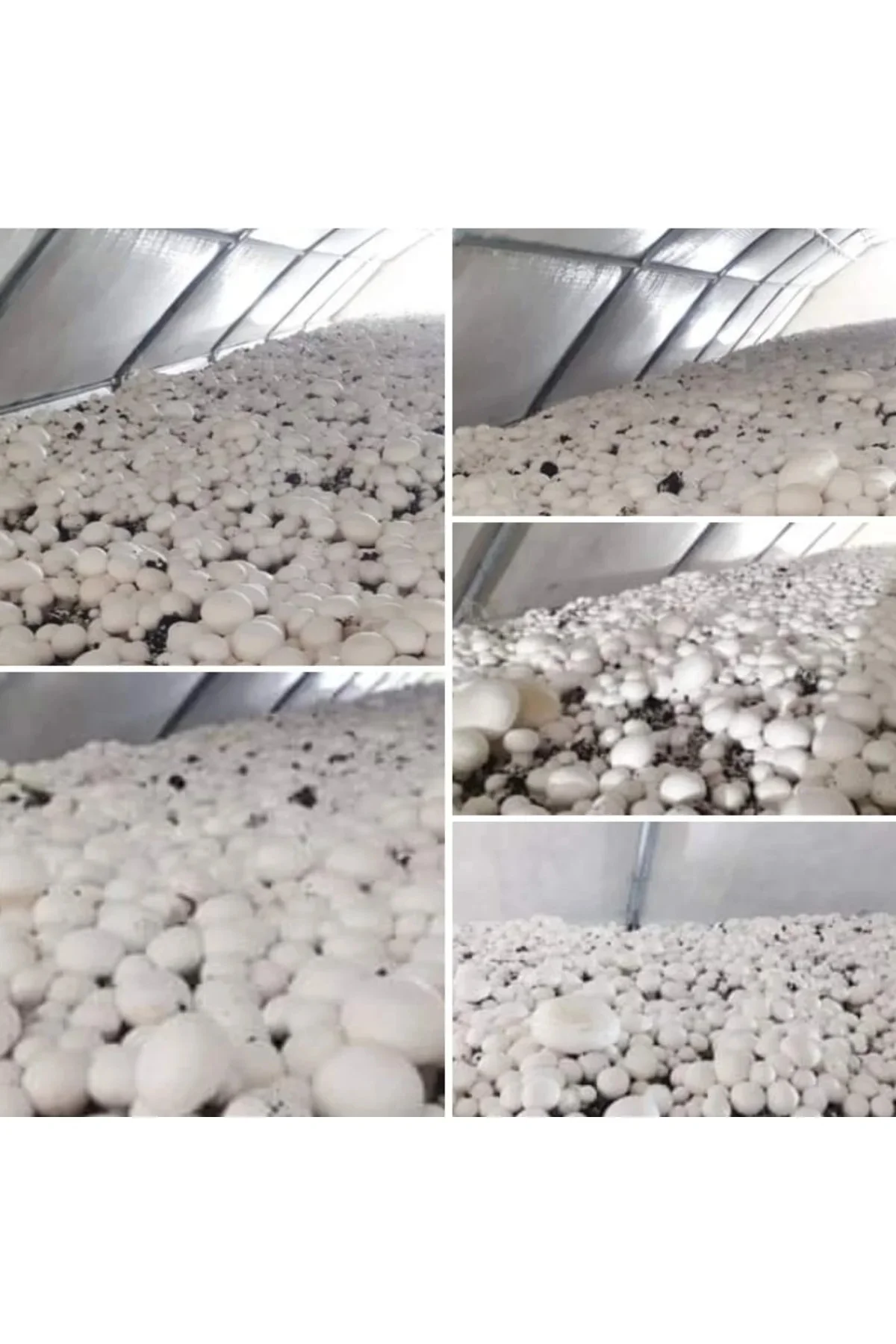 30.000 Adet Beyaz Şapkalı Kültür Mantarı Tohumu + Eğitim Kılavuzu ve Üzüm Fidanı Tohumu Hediye