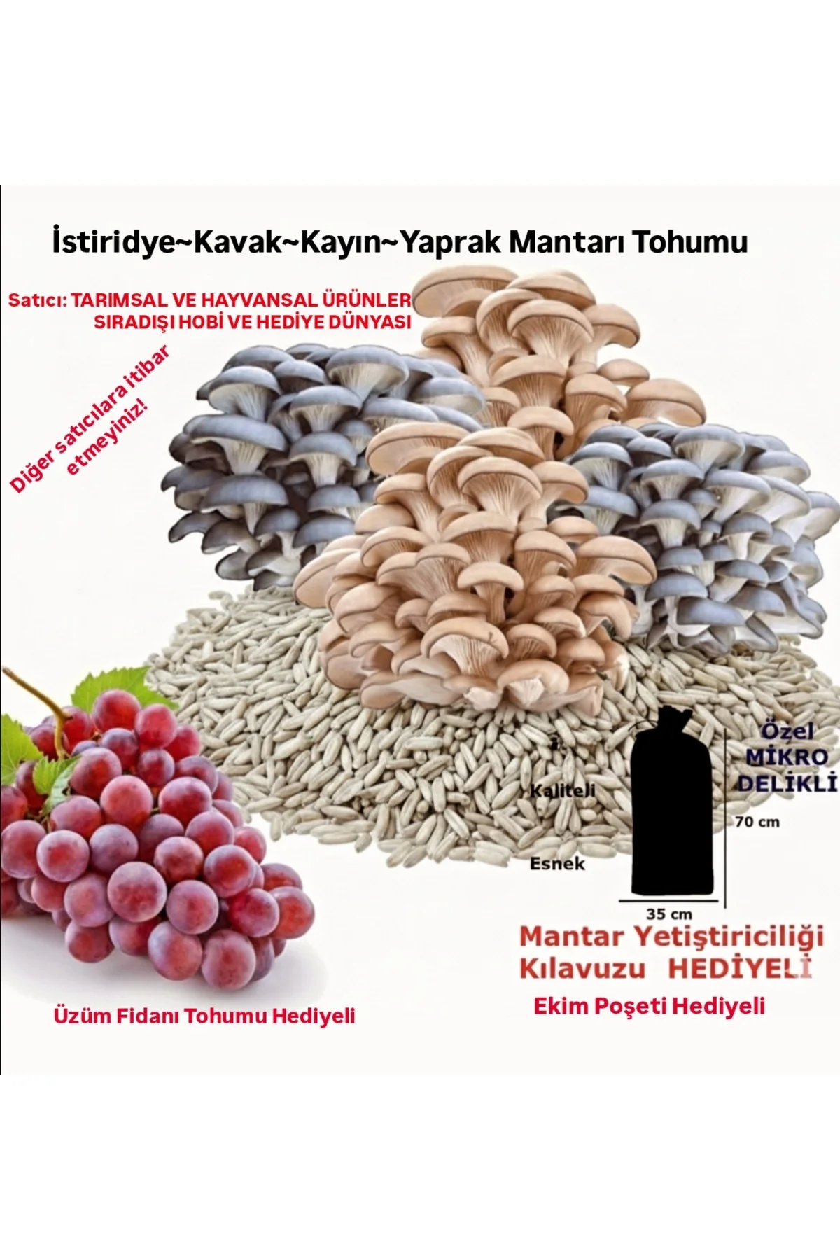30.000 Adet İstiridye Kavak Kayın Mantarı Tohumu