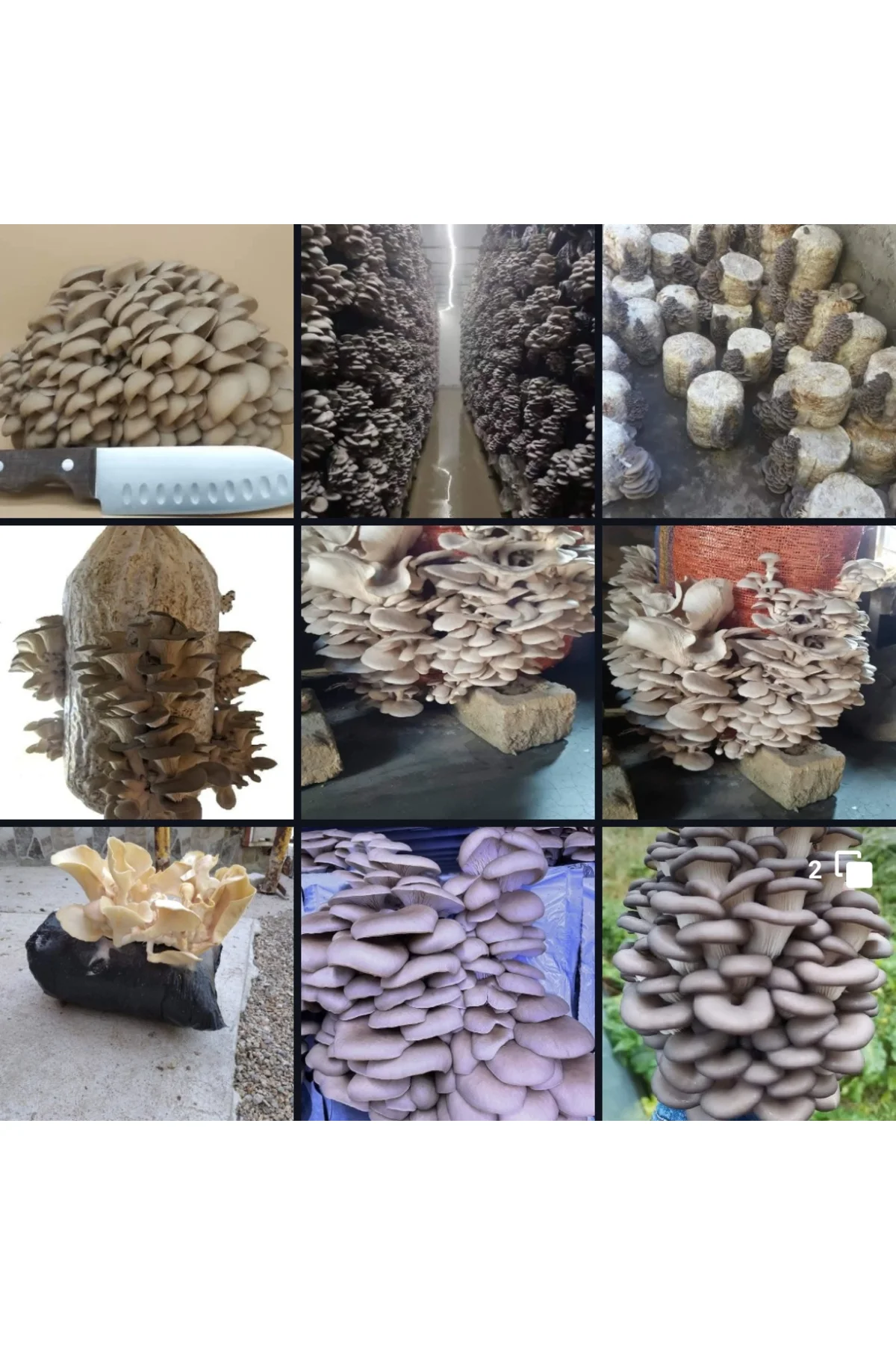 30.000 Adet İstiridye Kavak Mantarı Tohumu + Ekim Poşetleri+ Süpr