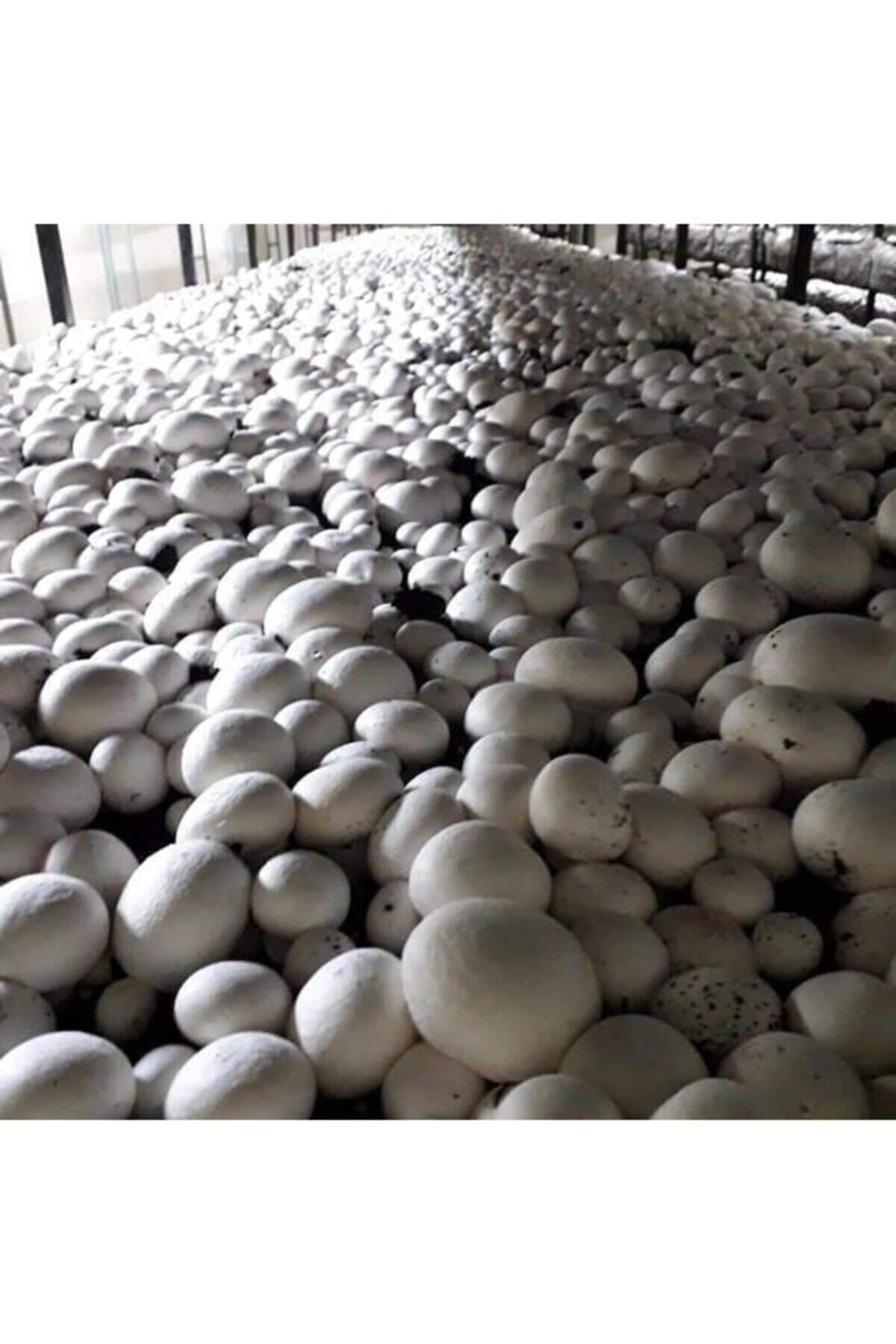 30.000 Beyaz Şapkalı Kültür Mantarı Tohumu Ekim Poşeti Ve Yönerge