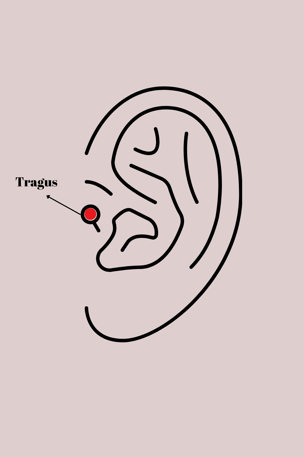 316L Çelik Gold Renk Zirkon Taşlı Kalp Tragus Piercing - TJ-PR124