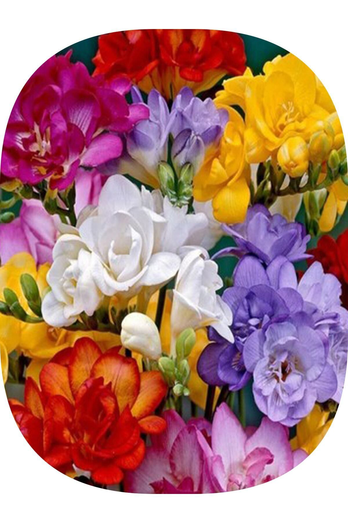 Asya Tarım 35 Adet Karışık Renk Frezya Çiçeği Soğanı Mis Kokulu Katmerli