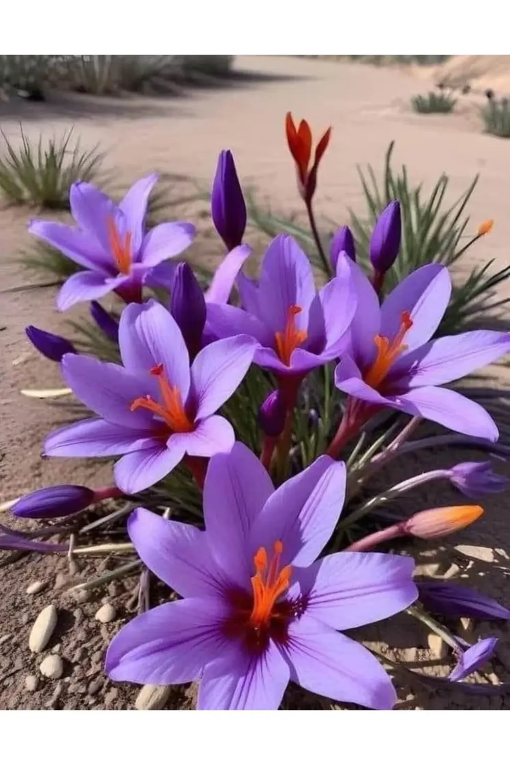 35 Adet Safranbolu Gerçek Safran Soğanı Crocus Sativus