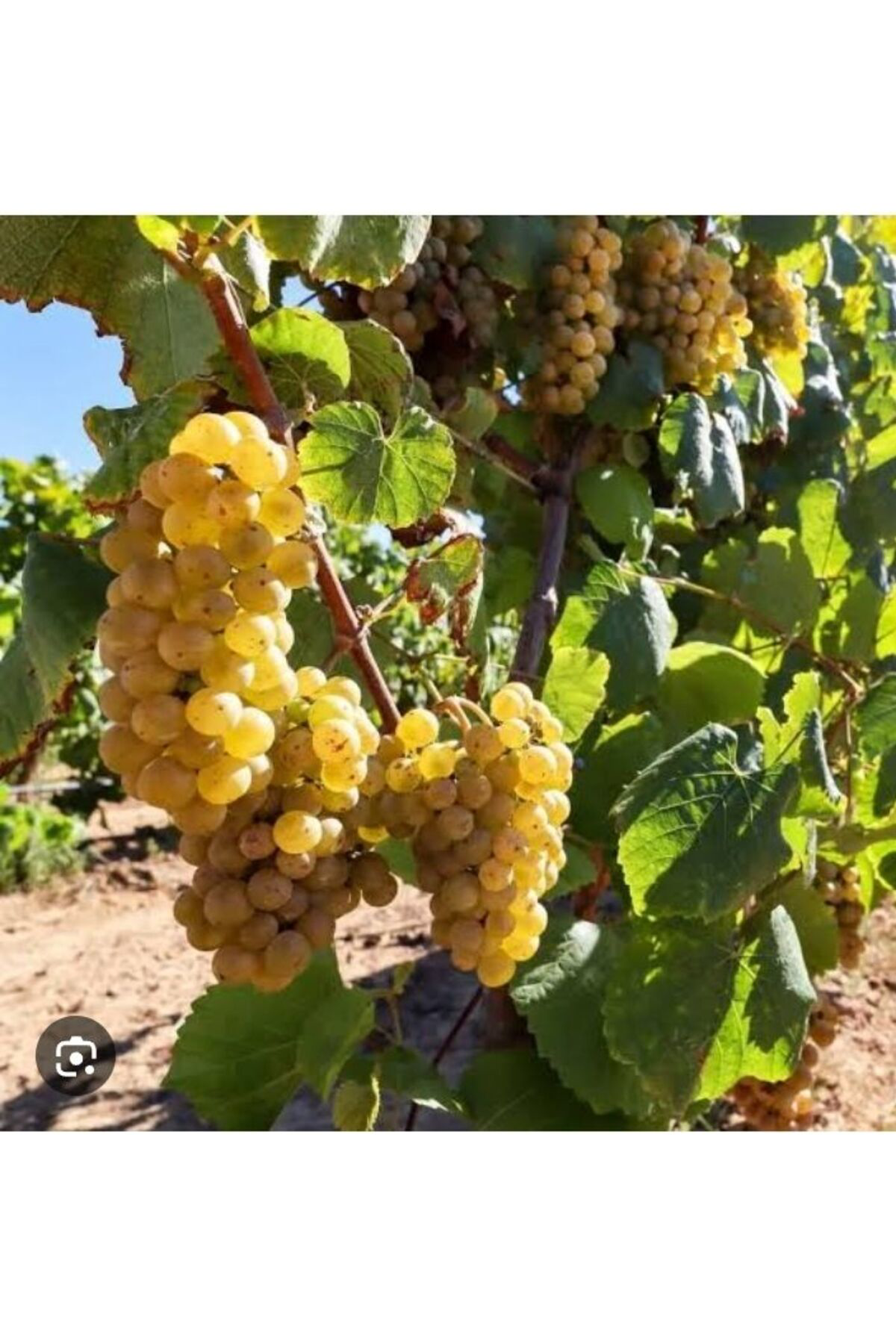 3500 Adet Üzüm Fidanı Tohumu