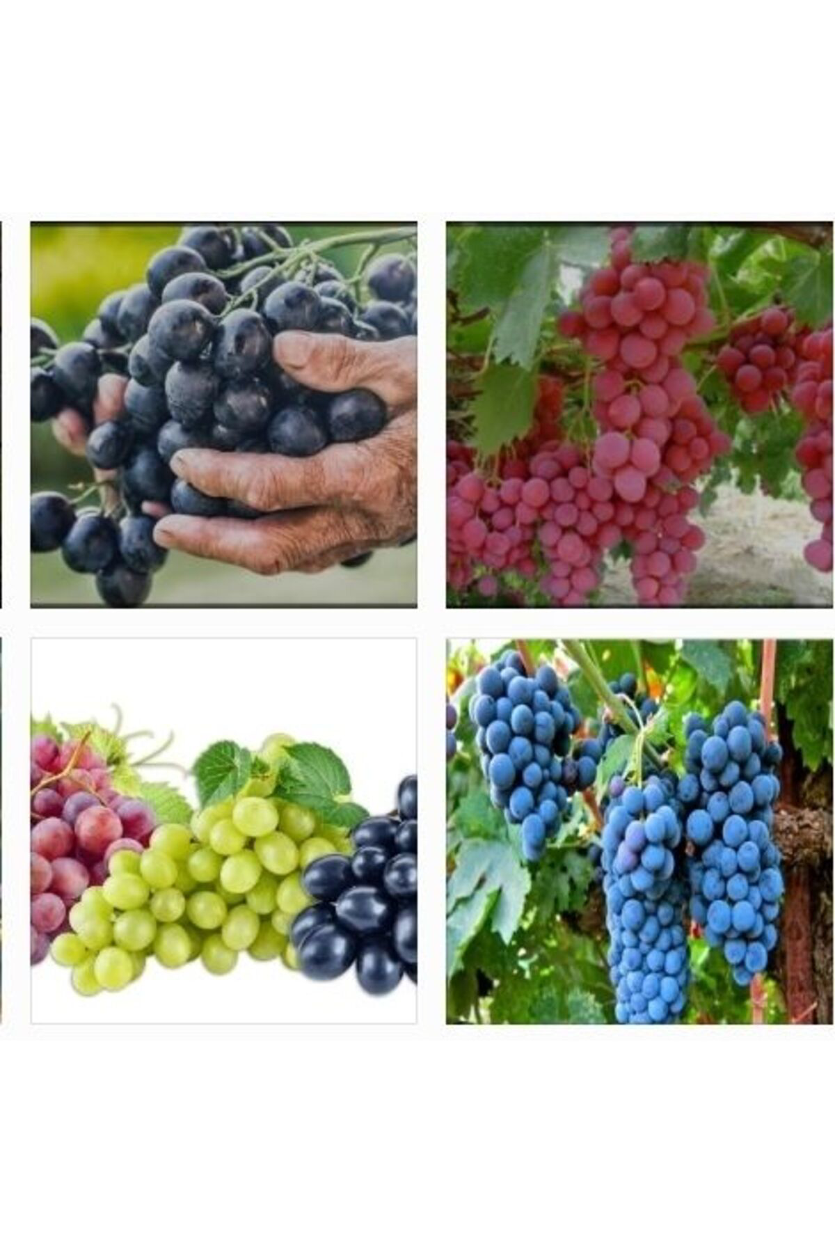 3500 Adet Üzüm Fidanı Tohumu