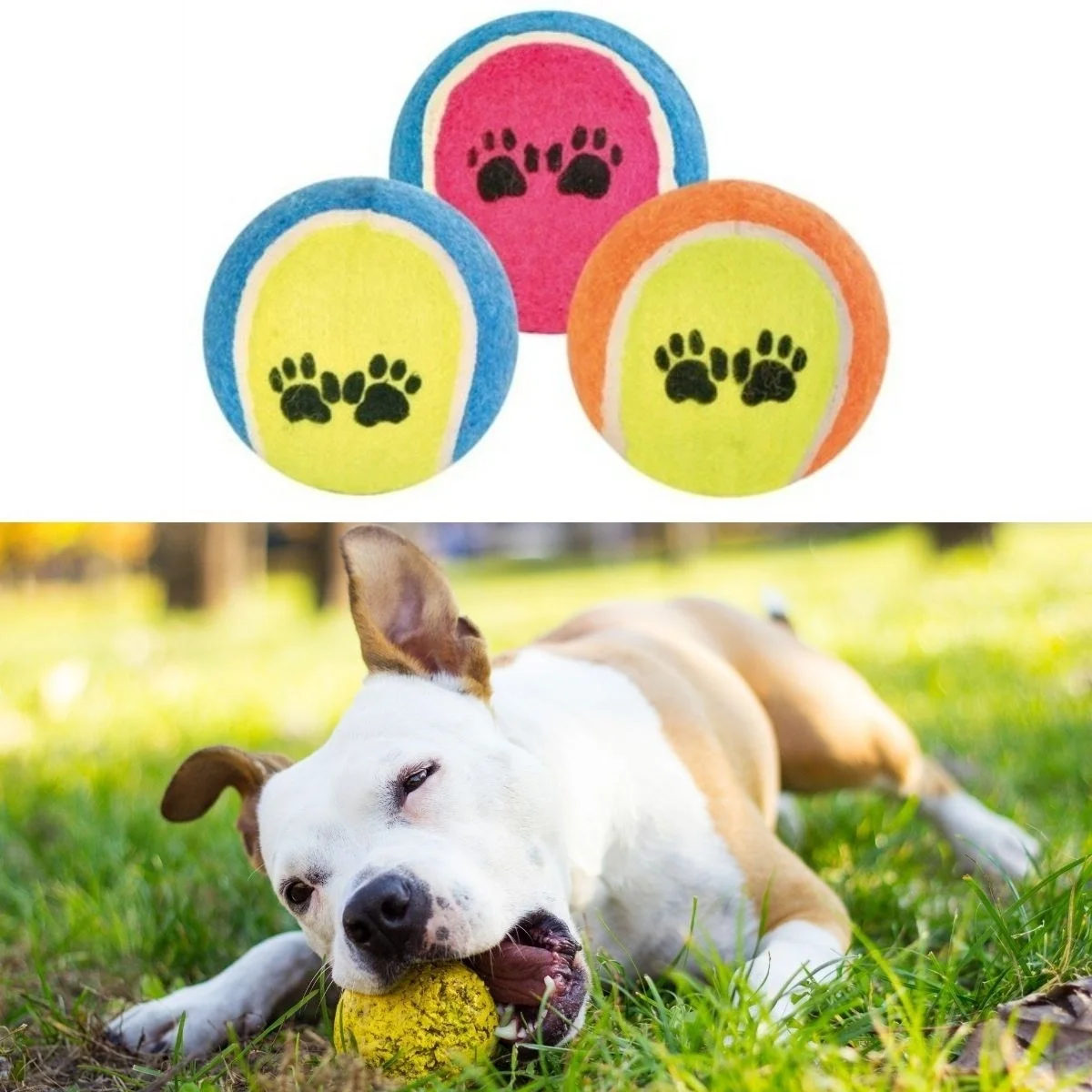 3&amp;apos;lü Renkli Desenli Tenis Topu Kedi Köpek Oyuncağı Bx40 Fiyatı, Yorumları ve Özellikleri