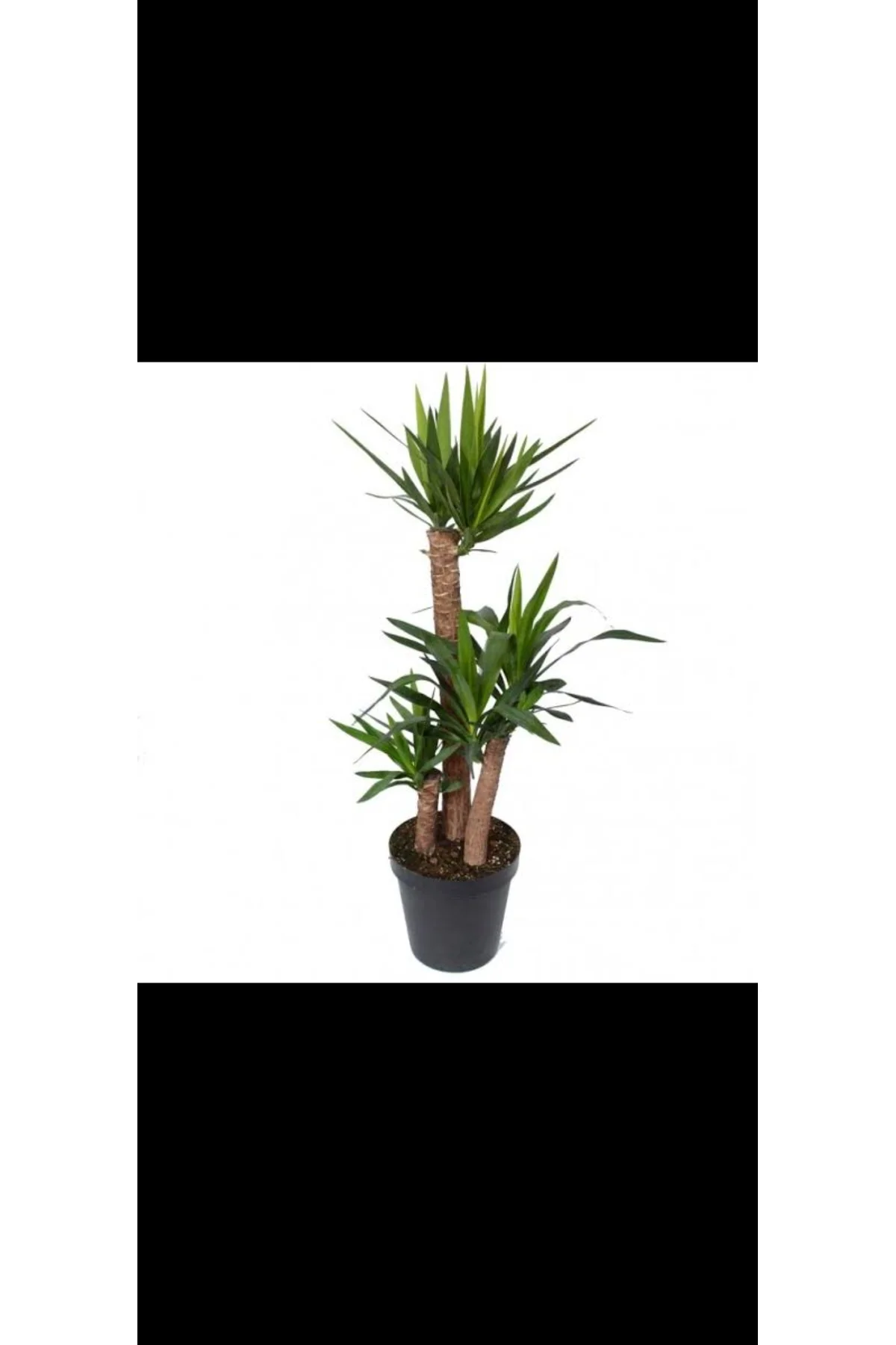 3lü drecena yucca