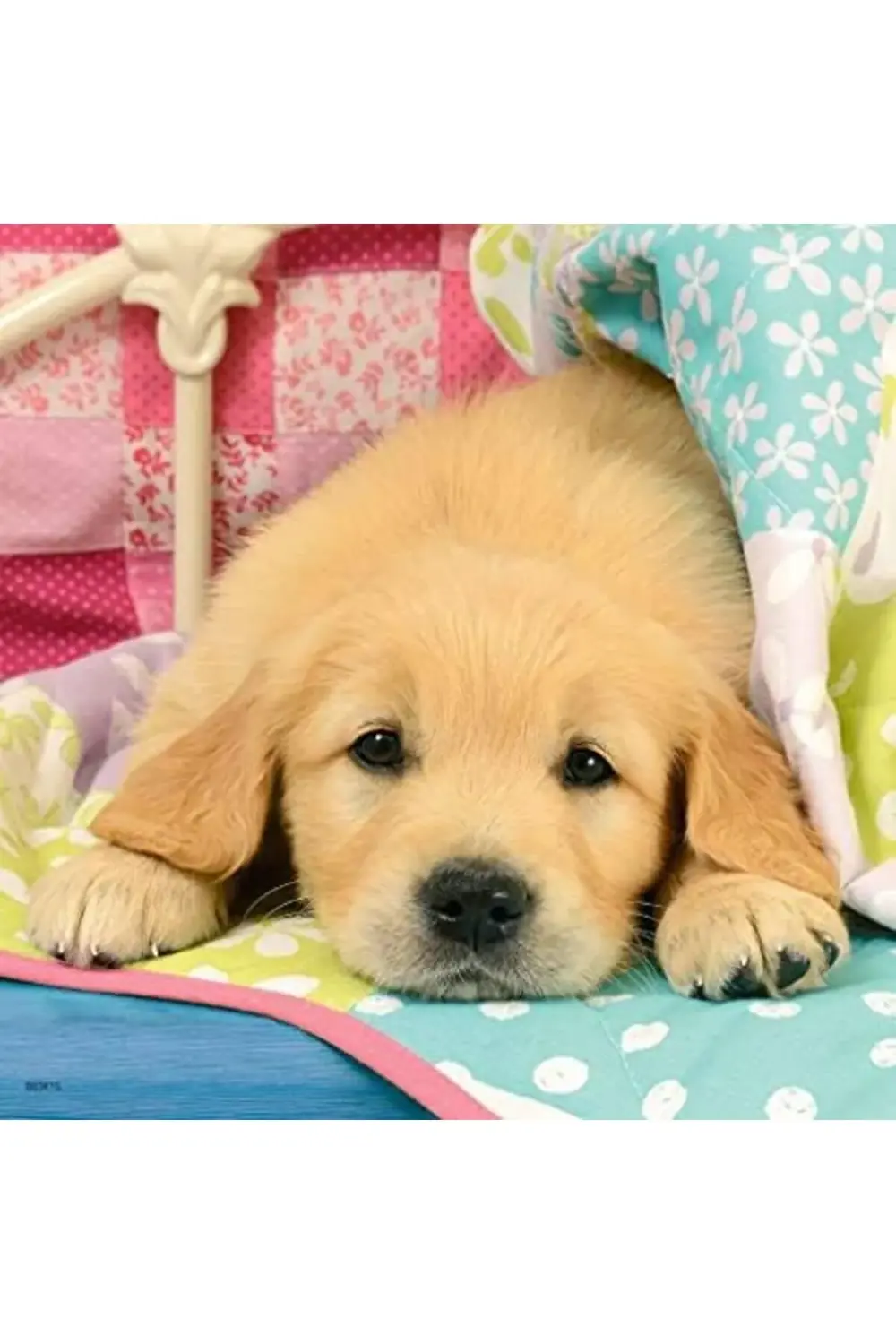 3x49 Parça Puzzle Puppies Renkli 3+ 1185222