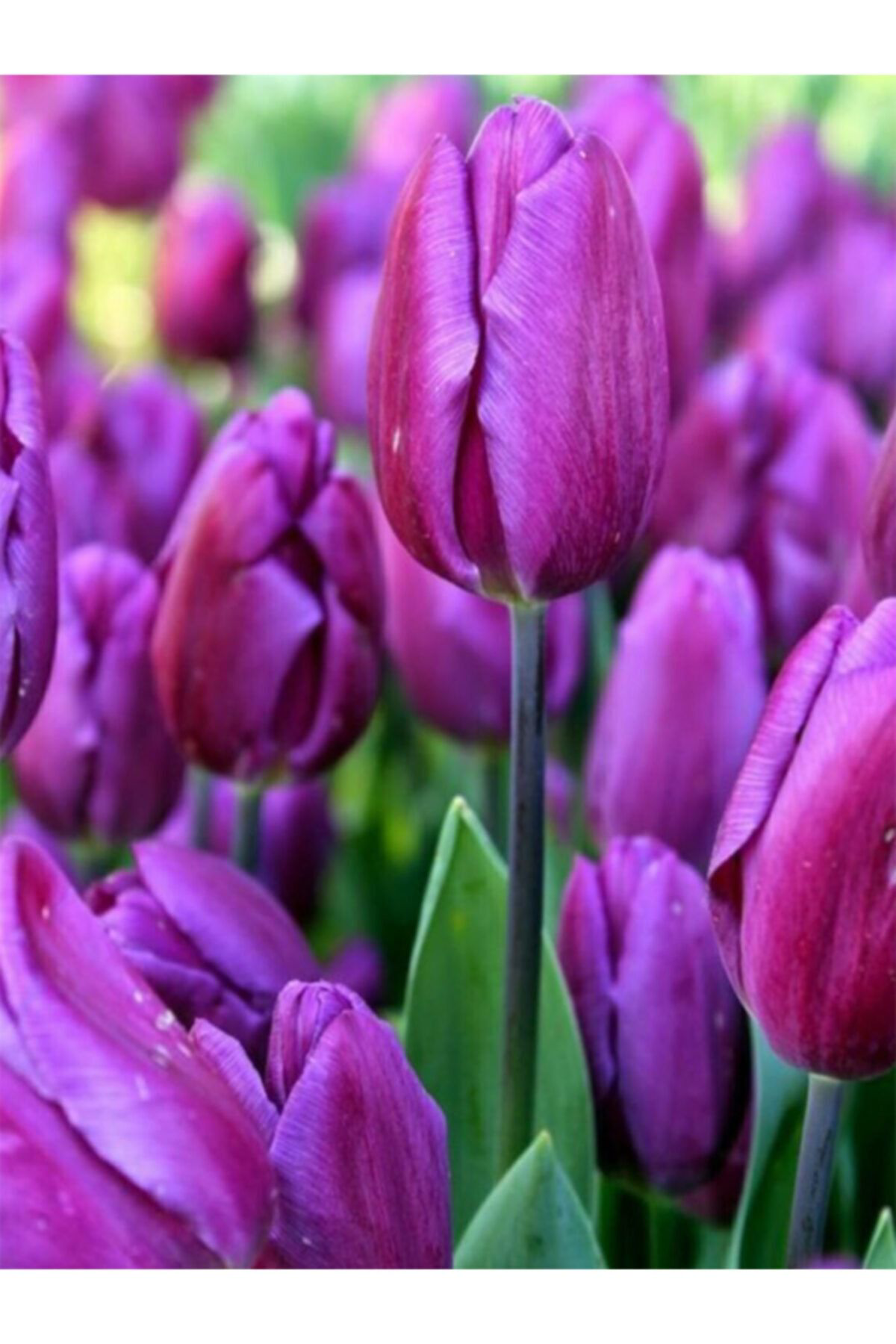 Sari Tarim 4 Adet Hollanda Lale Soğanı Mor