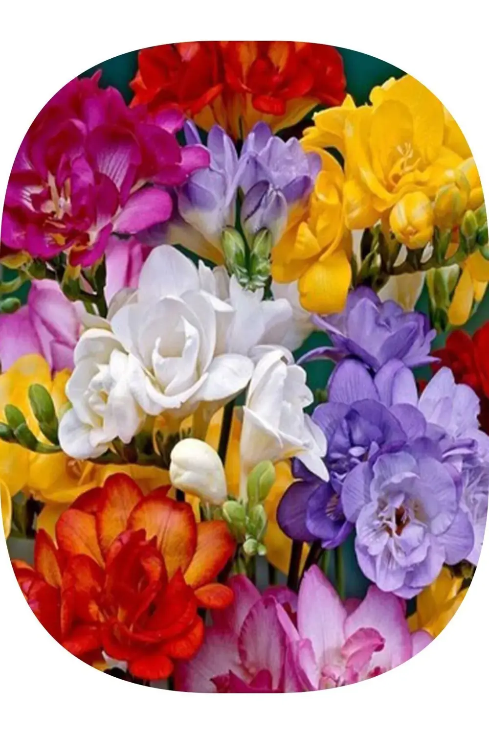 4 Adet Karışık Frezya ( Freesia Bulbs ) Çiçeği Soğanı Katmerli Mi