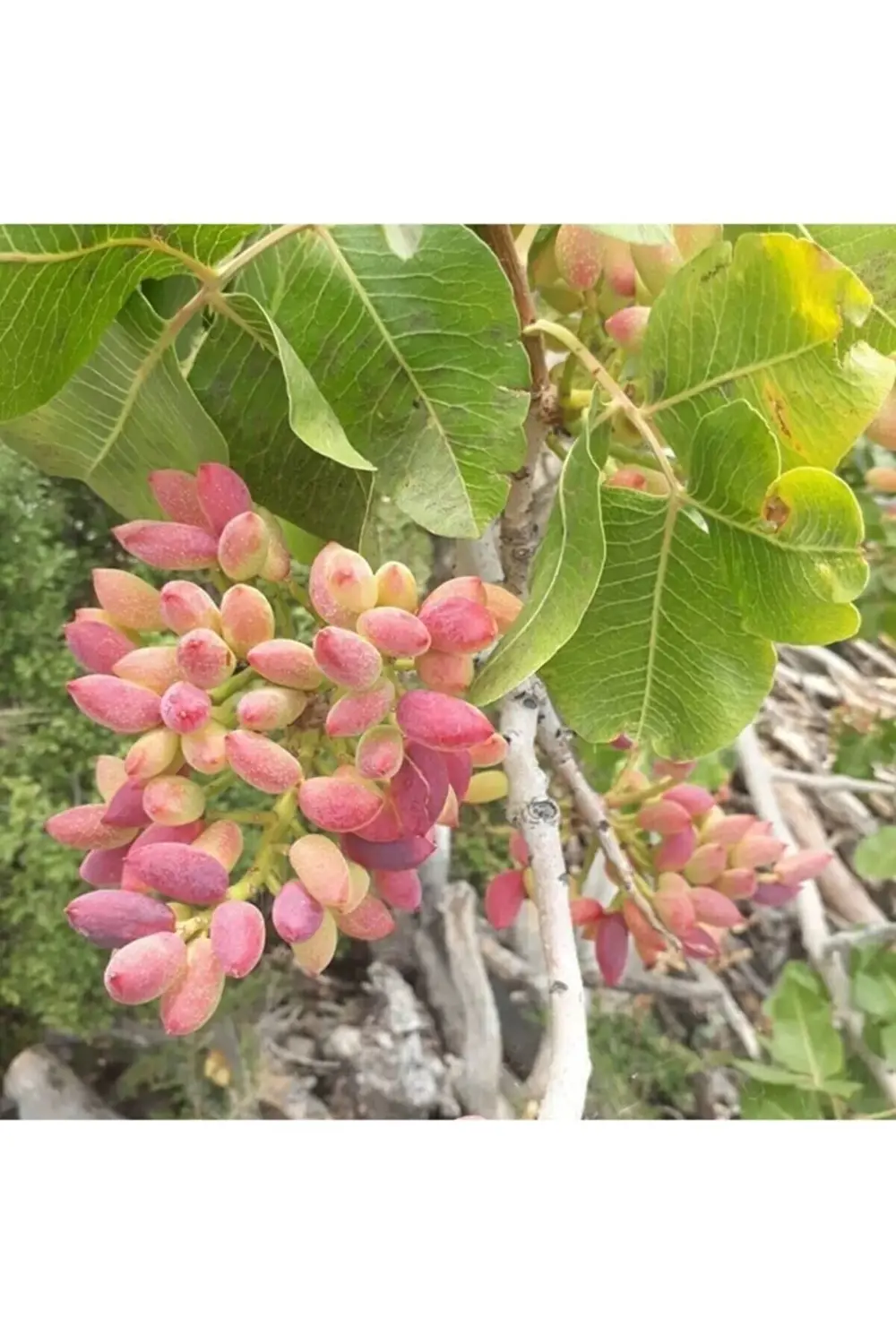( 4 Adet ) Tüplü Siirt - Antep Fıstığı Fidanı
