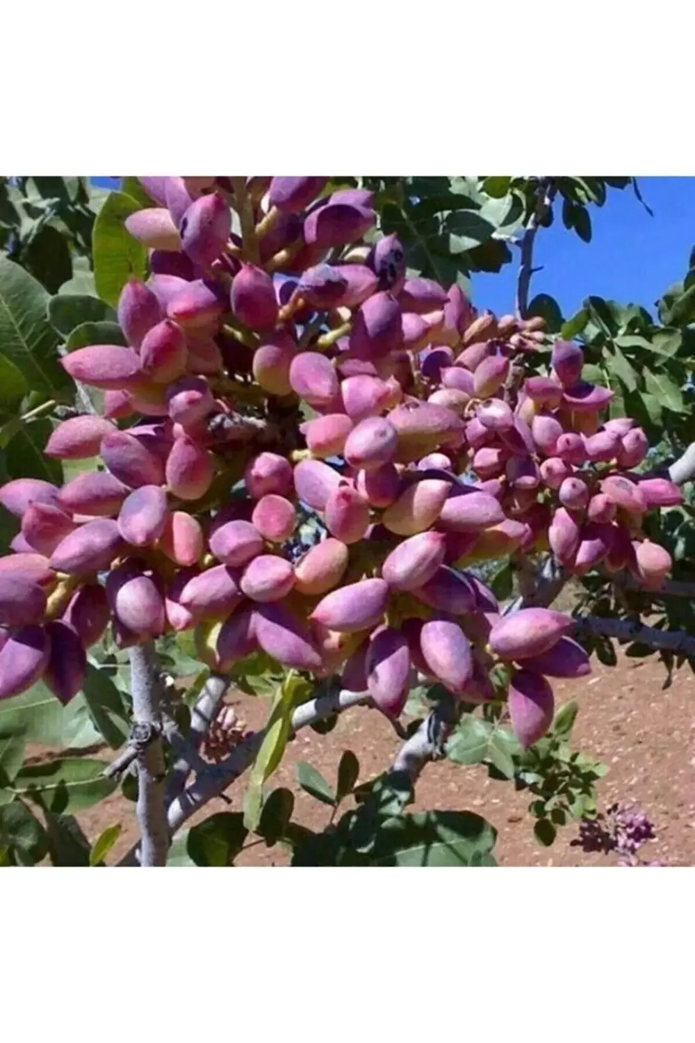 ( 4 Adet ) Tüplü Siirt - Antep Fıstığı Fidanı