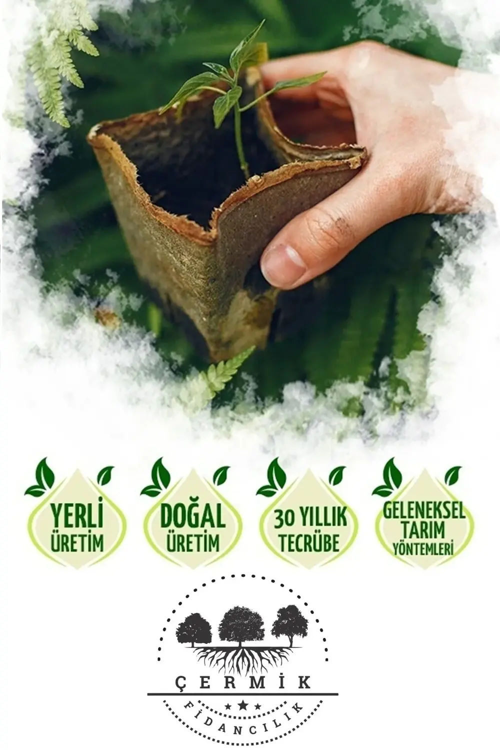 ( 4 Adet ) Tüplü Siirt - Antep Fıstığı Fidanı