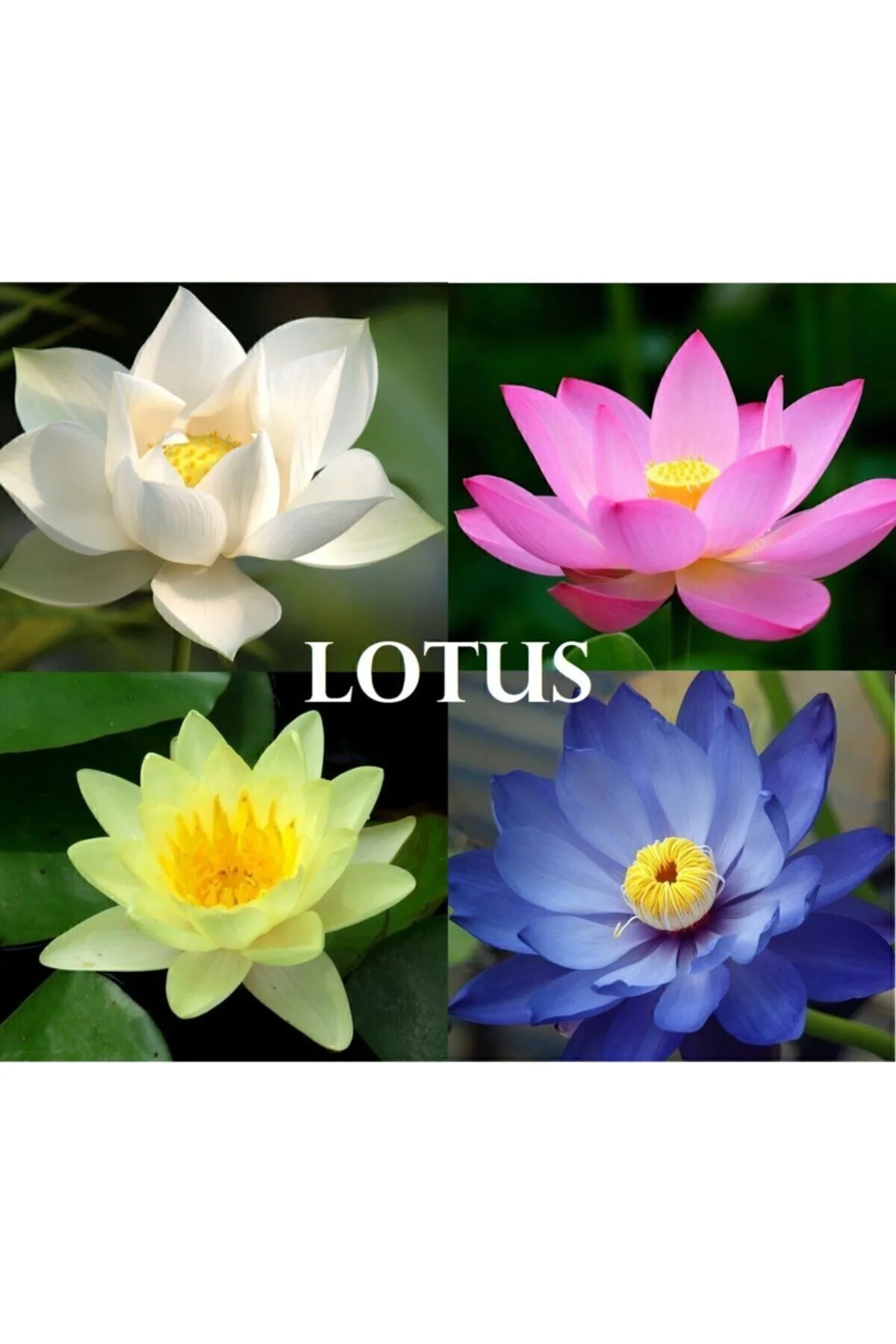 4 Renk Karışık Lotus Çiçeği Tohumu Tropikal Çiçek Tohumları (2 Adet Tohum) Fiyatı, Yorumları ve Özellikleri