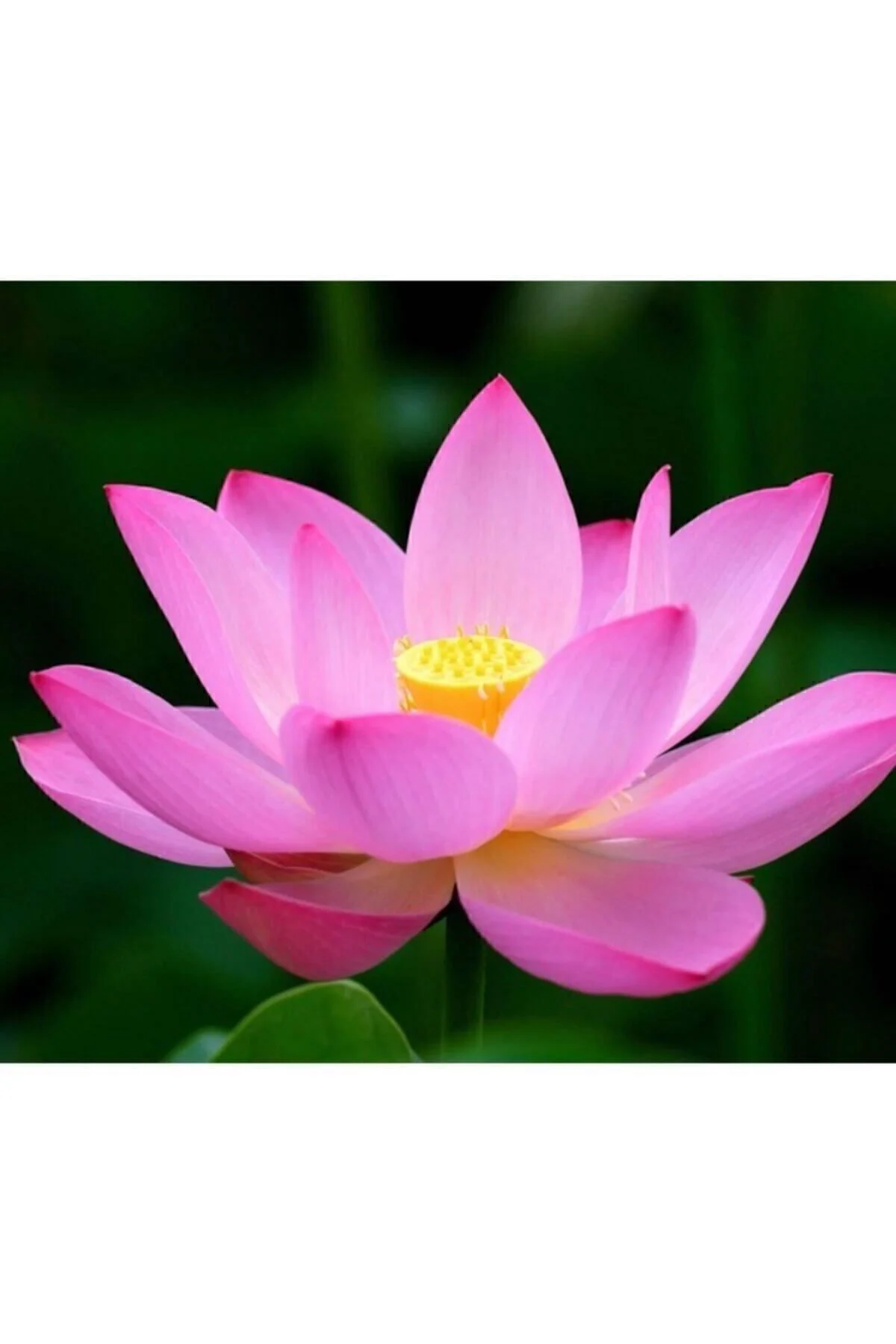 4 Renk Karışık Lotus Çiçeği Tohumu Tropikal Çiçek Tohumları (2 Adet Tohum) Fiyatı, Yorumları ve Özellikleri