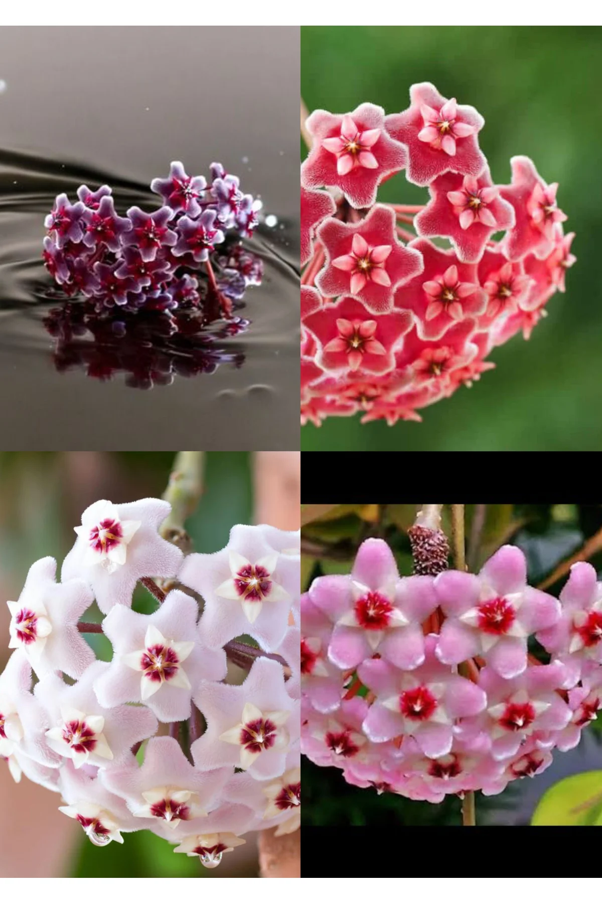 4 renk mum çiçeği beyaz, pembe, turuncu, mor