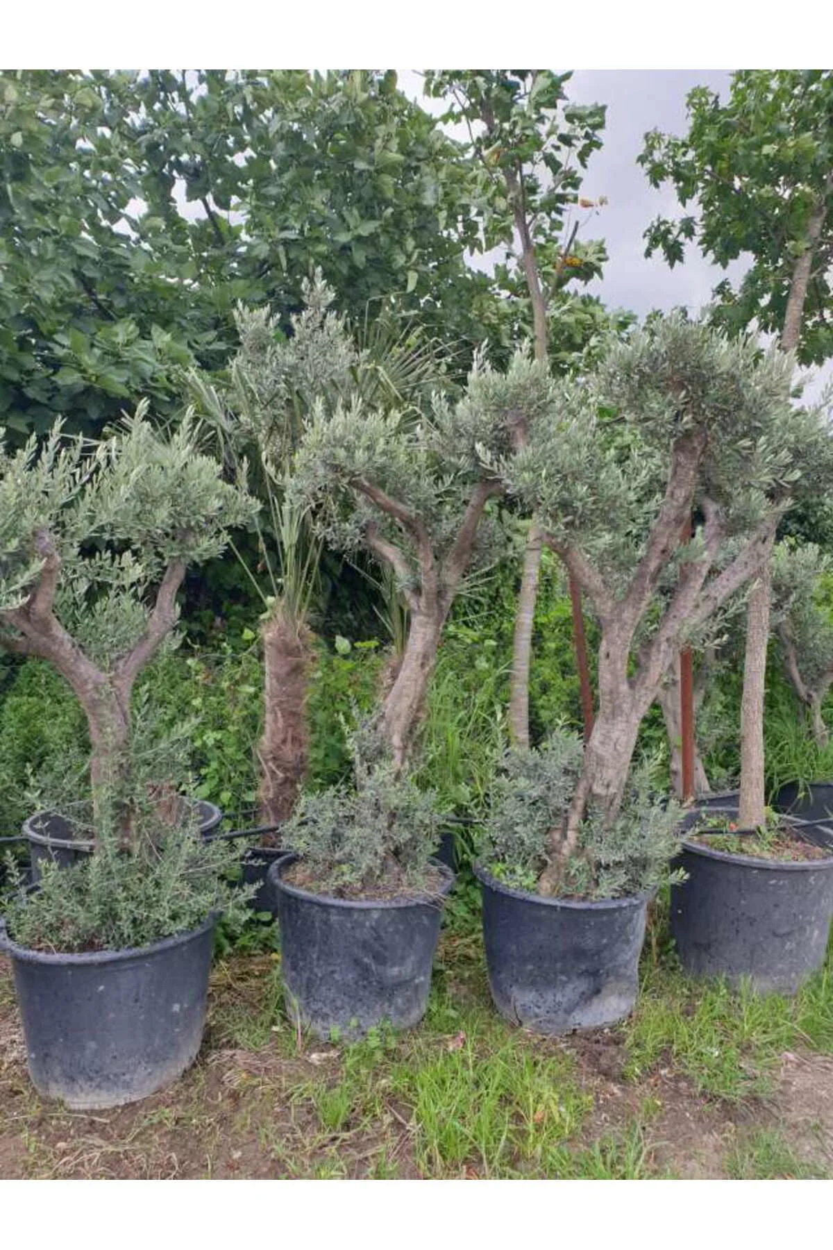 40-50 Yaş Zeytin Ağacı