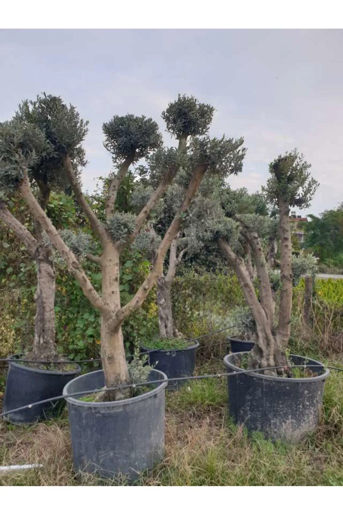 40-50 Yaş Zeytin Ağacı
