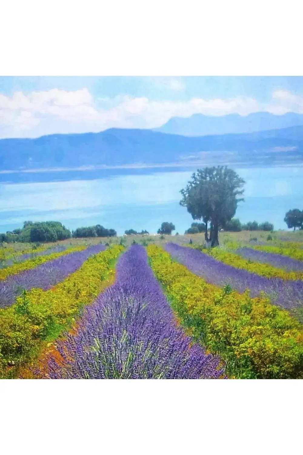 40 Adet Lavanta Açık Kök Angustifolia Fidanı Fidesi