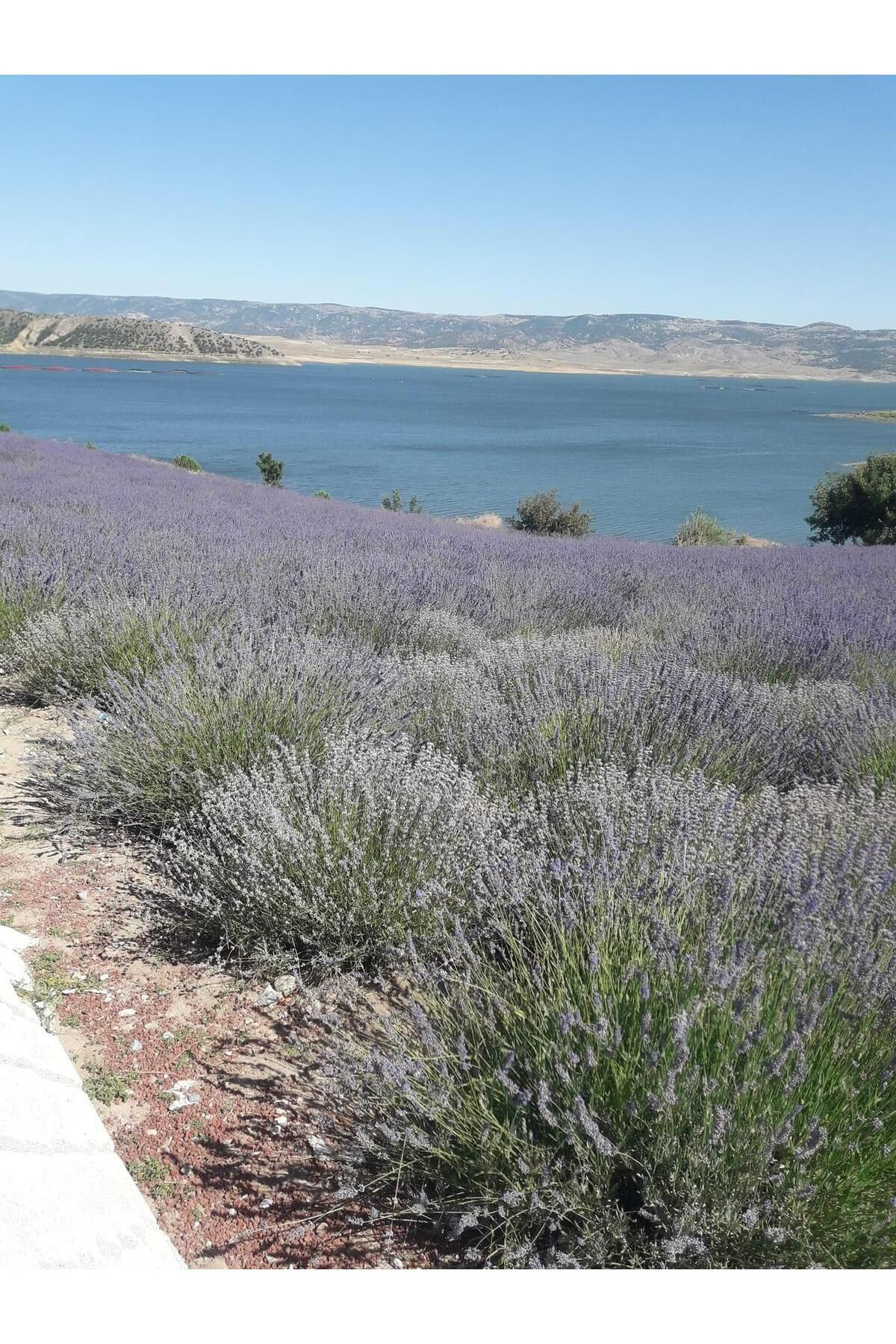 Zeysen Tropikal 40 Adet Lavanta Açık Kök Angustifolia Fidanı Fidesi