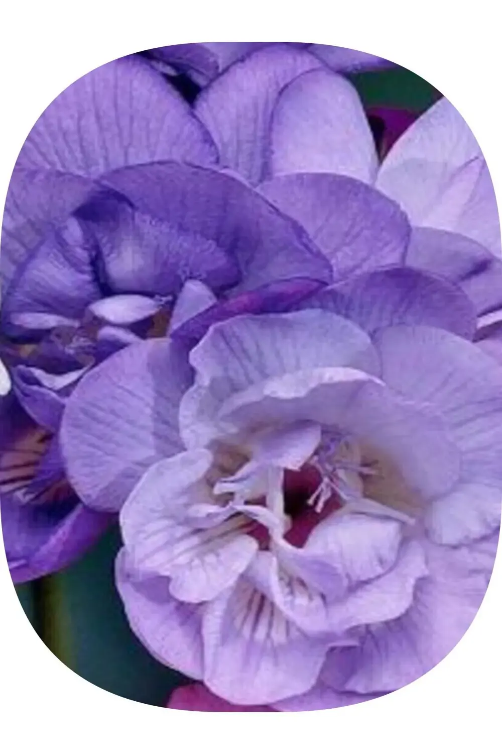 40 Adet Mor Frezya Çiçeği ( Freesia ) Soğanı Mis Kokulu Katmerli