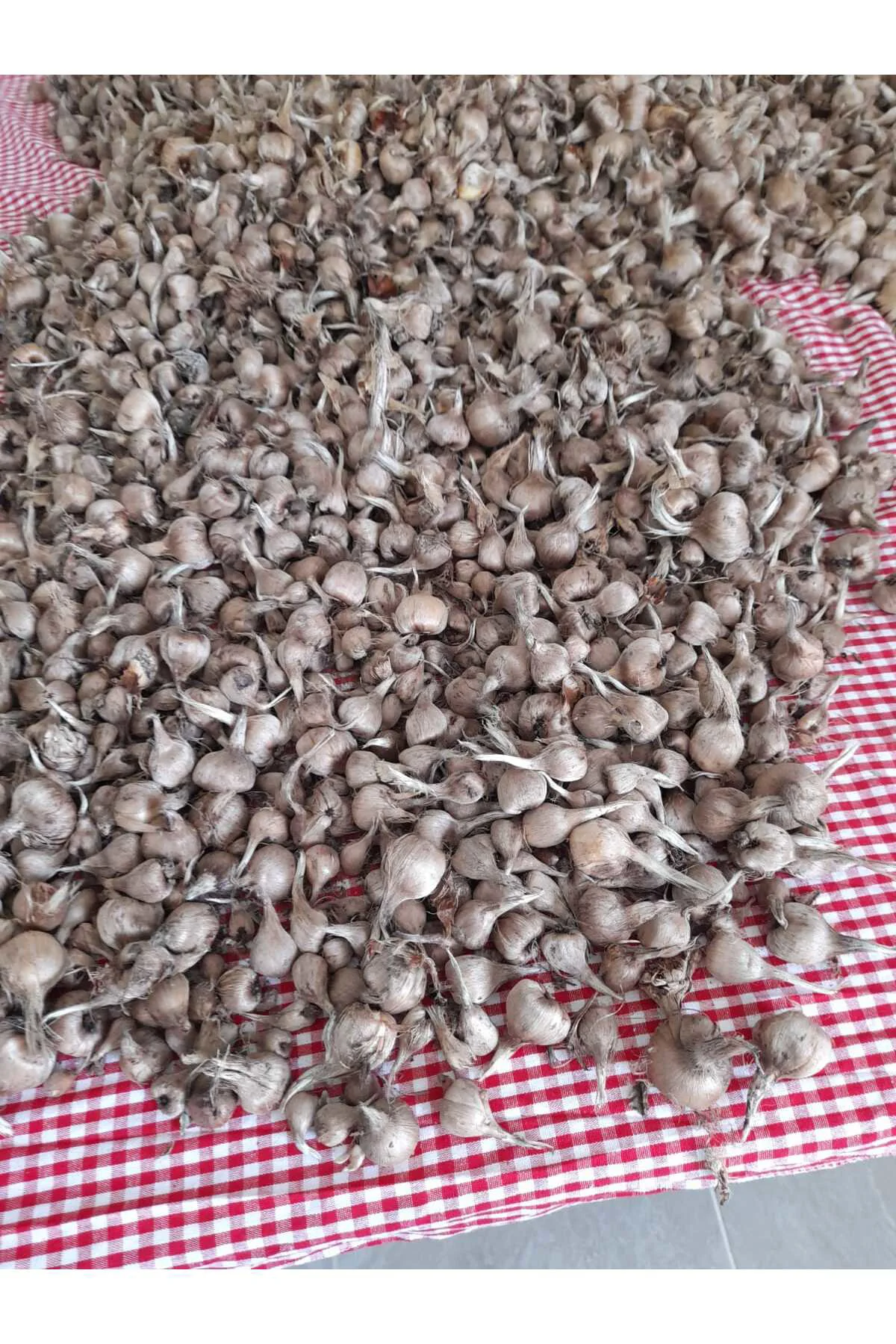 40 Adet Safranbolu Gerçek Safran Soğanı Crocus Sativus Fiyatı, Yorumları ve Özellikleri