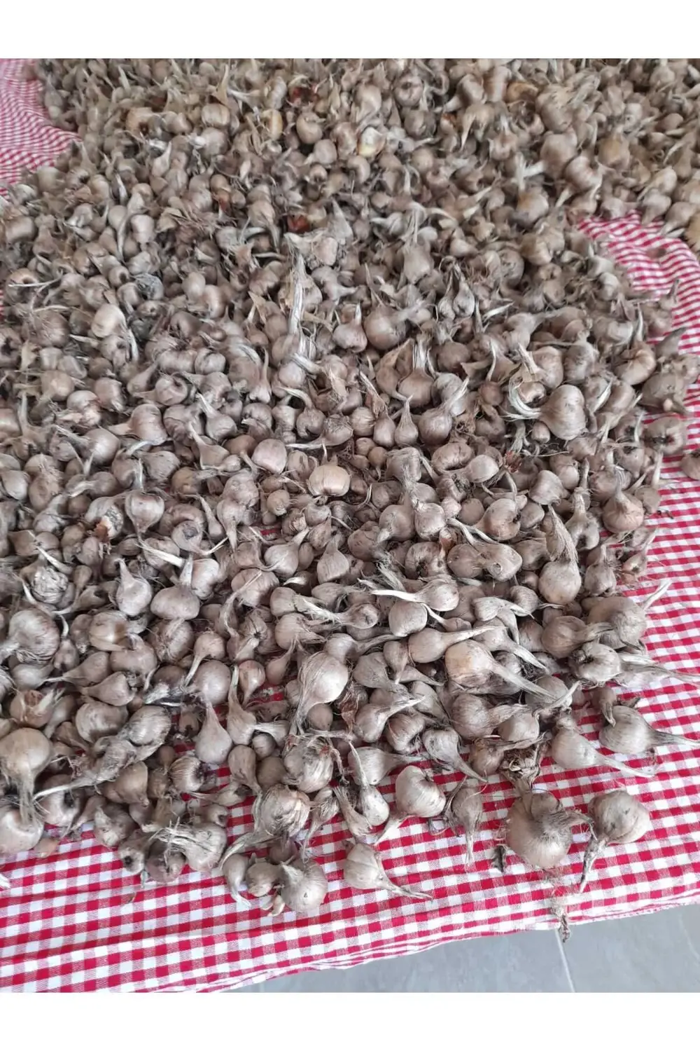 40 Adet Safranbolu Gerçek Safran Soğanı Crocus Sativus