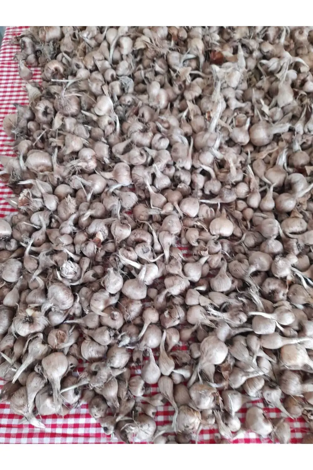 40 Adet Safranbolu Gerçek Safran Soğanı Crocus Sativus