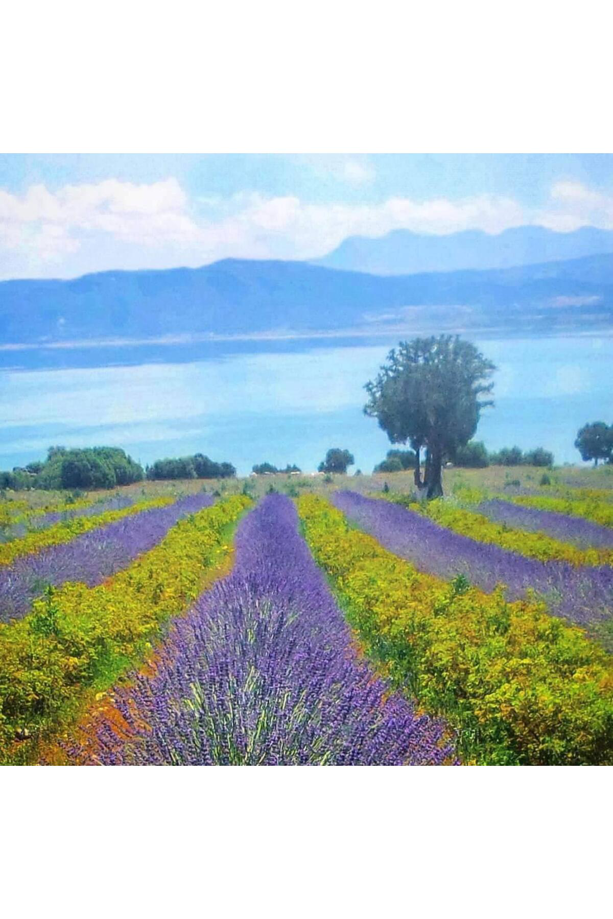 Zeysen Tropikal 400 Adet Lavanta Açık Kök Angustifolia Fidanı Fidesi