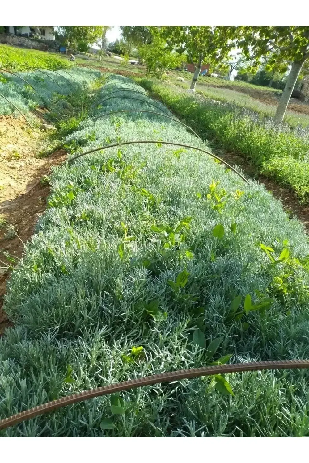 45 Adet Açık Köklü Angustifolia Lavanta Fidanı Fidesi