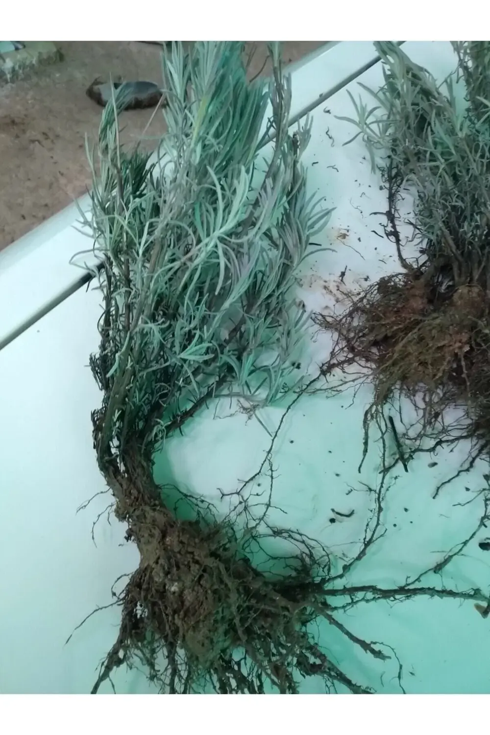 45 Adet Açık Köklü Angustifolia Lavanta Fidanı Fidesi